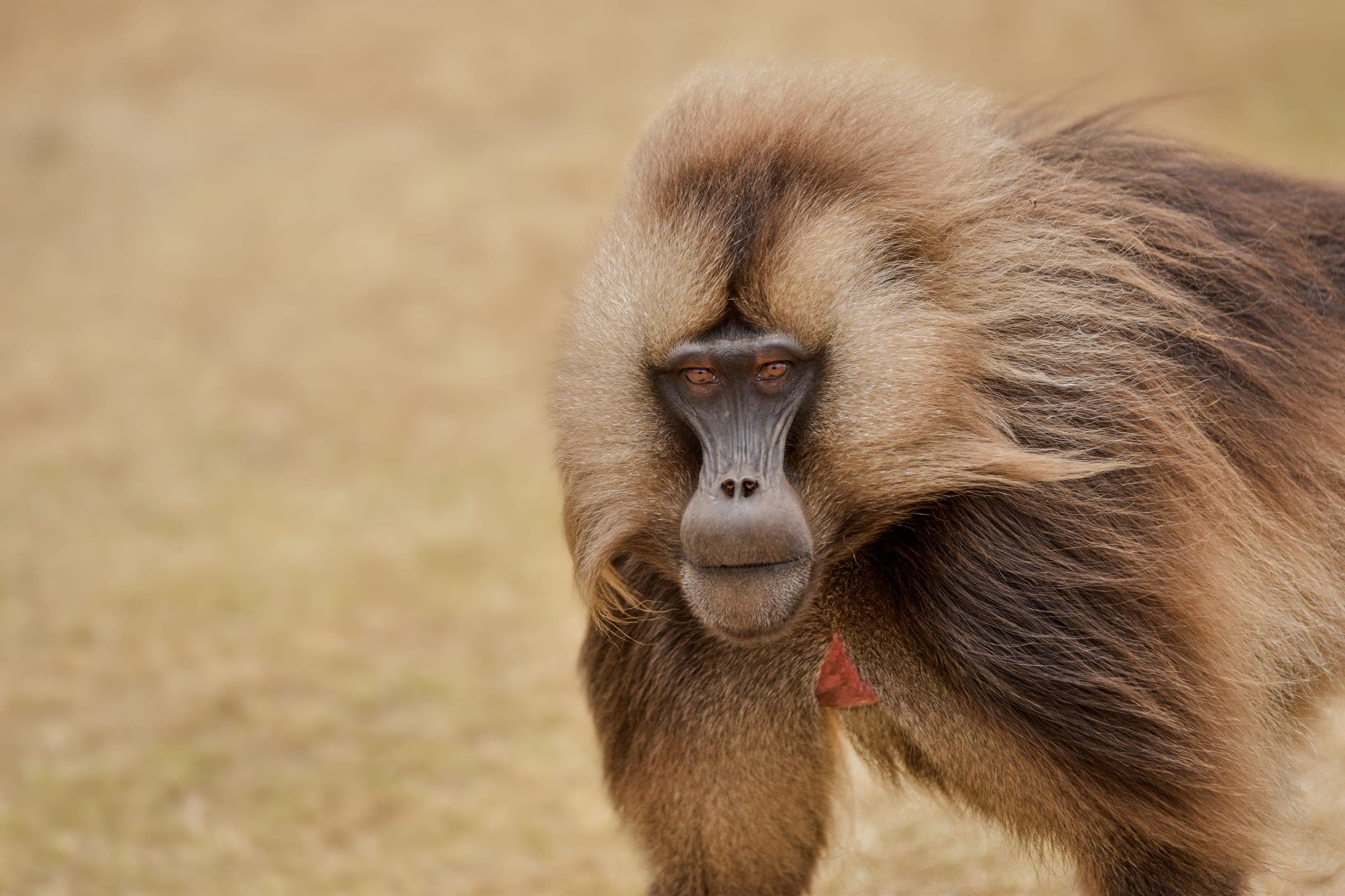 Gelada-Pavian in den Simien Mountains Äthiopien – endemische Affenart, die weltweit nur im Simien-Nationalpark vorkommt