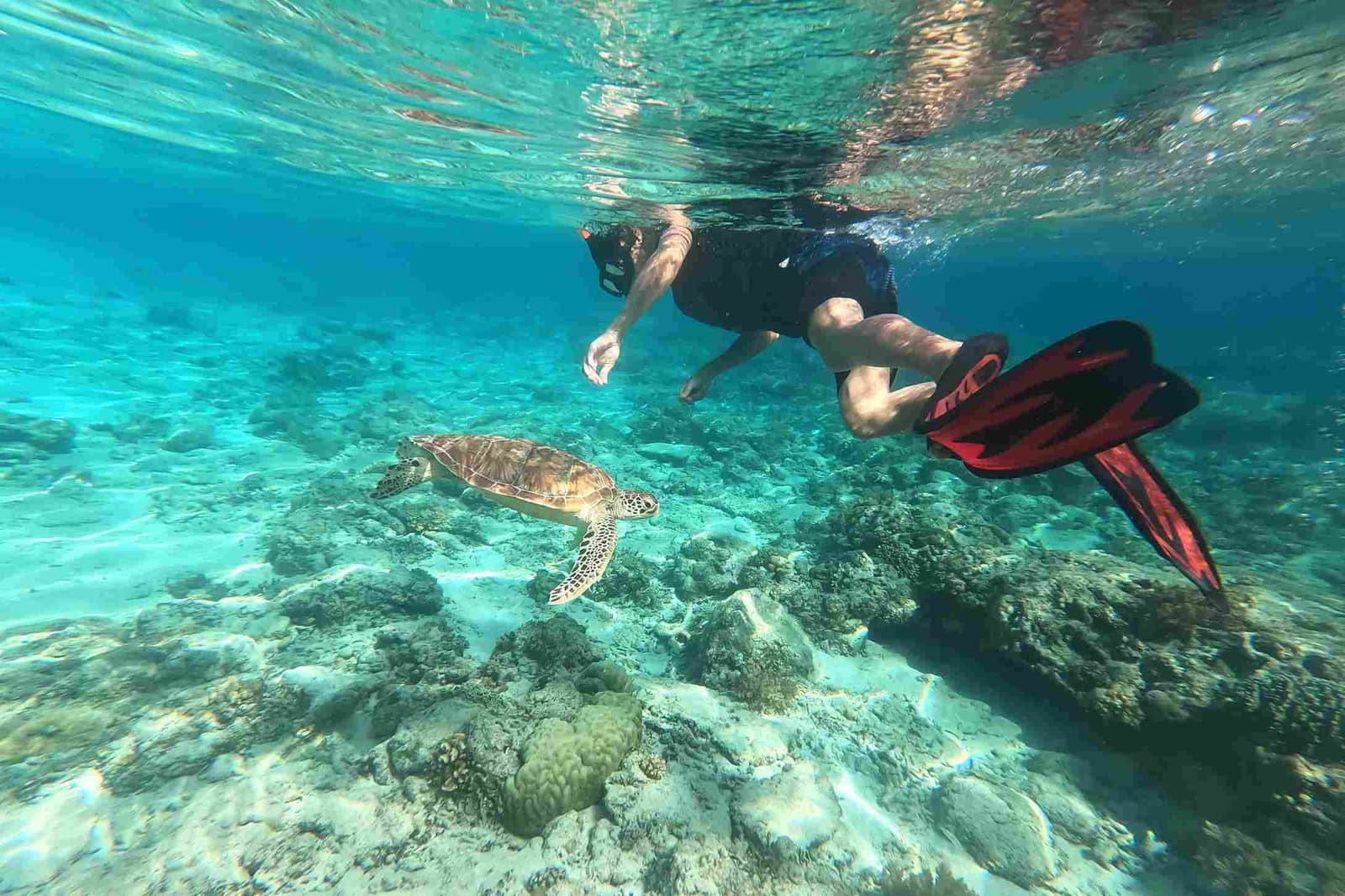Schwimmen mit Schildkröten auf Sansibar – Begegnung im freien Ozean