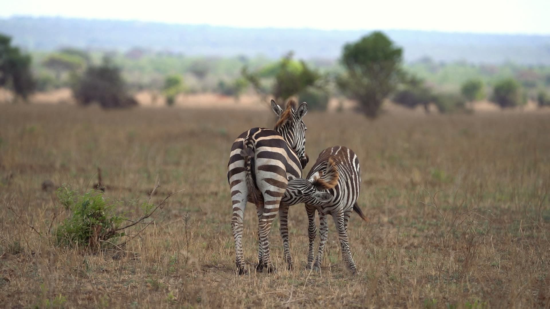 Zebrastute mit säugendem Fohlen in der Savanne – Tansania-Safari für Familien