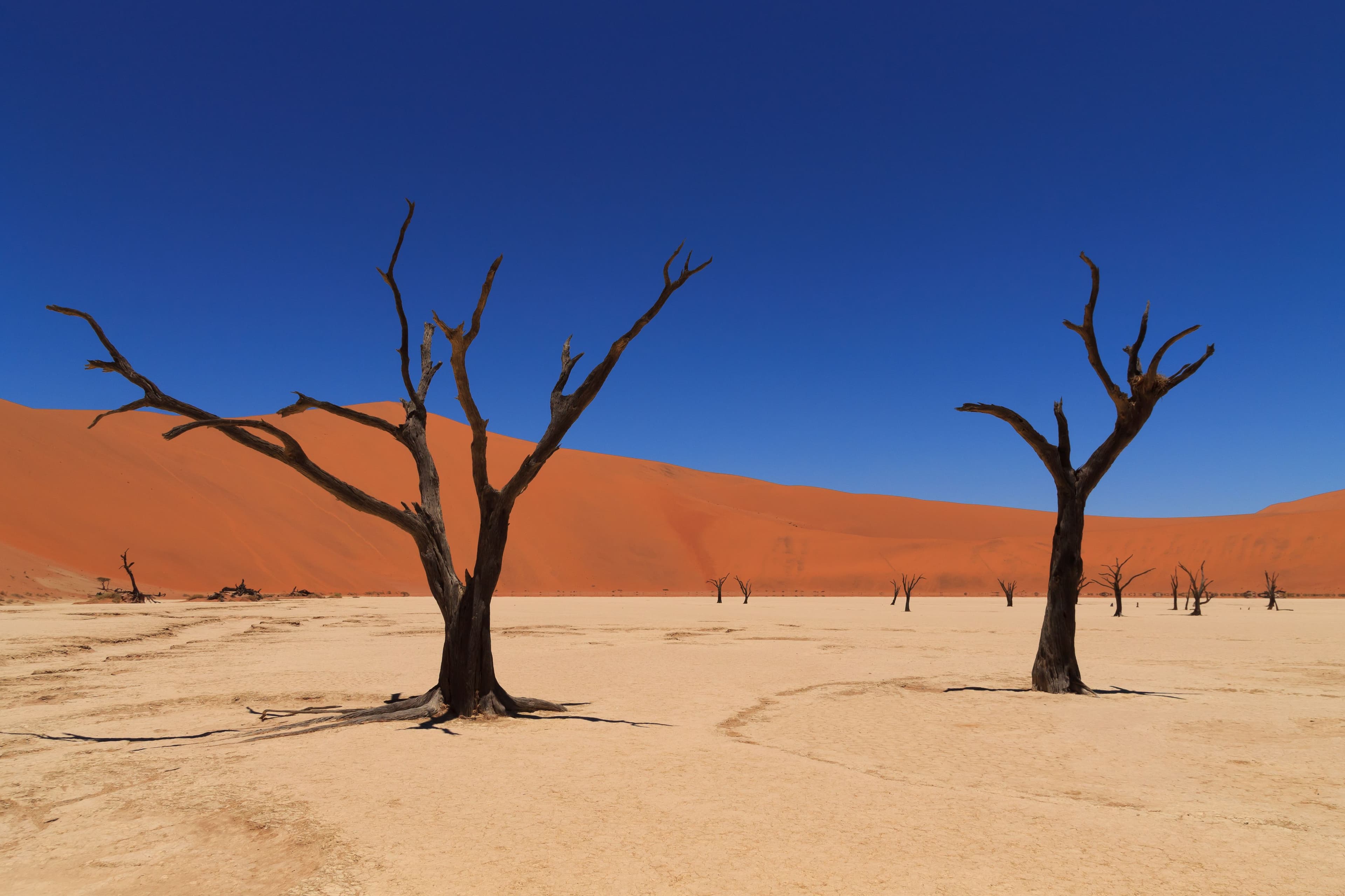 Deadvlei mit abgestorbenen Kameldornbäumen vor roten Dünen