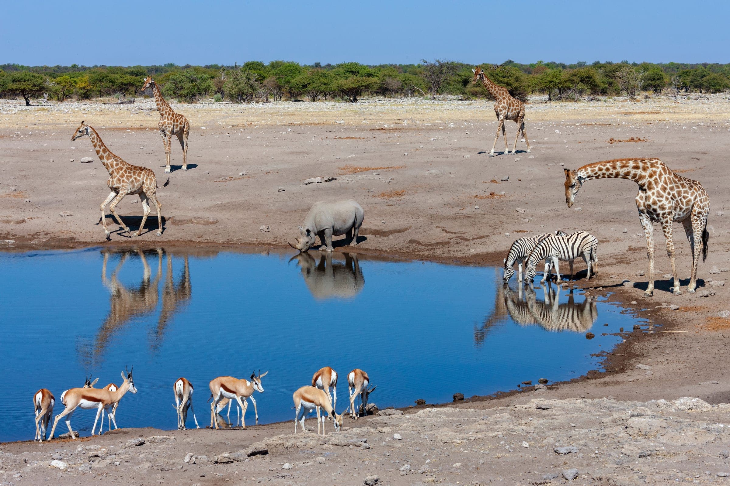 Elefanten und Zebras am Wasserloch in der Etosha-Pfanne Namibia – Tierwelt in der Trockensaison