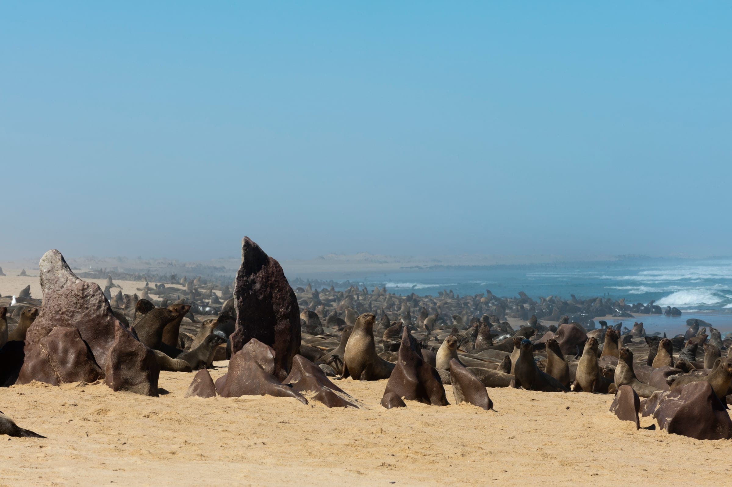Pelzrobben-Kolonie an der Skeleton Coast Namibia – Atlantikküste mit Treibsand und Schiffswracks