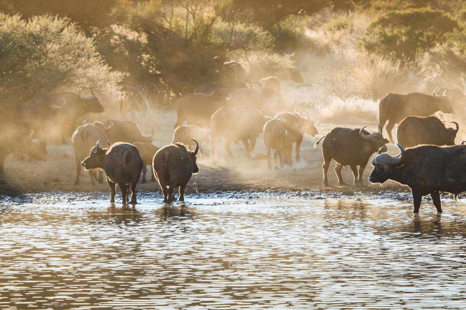 Big Five in Madikwe & Kruger
