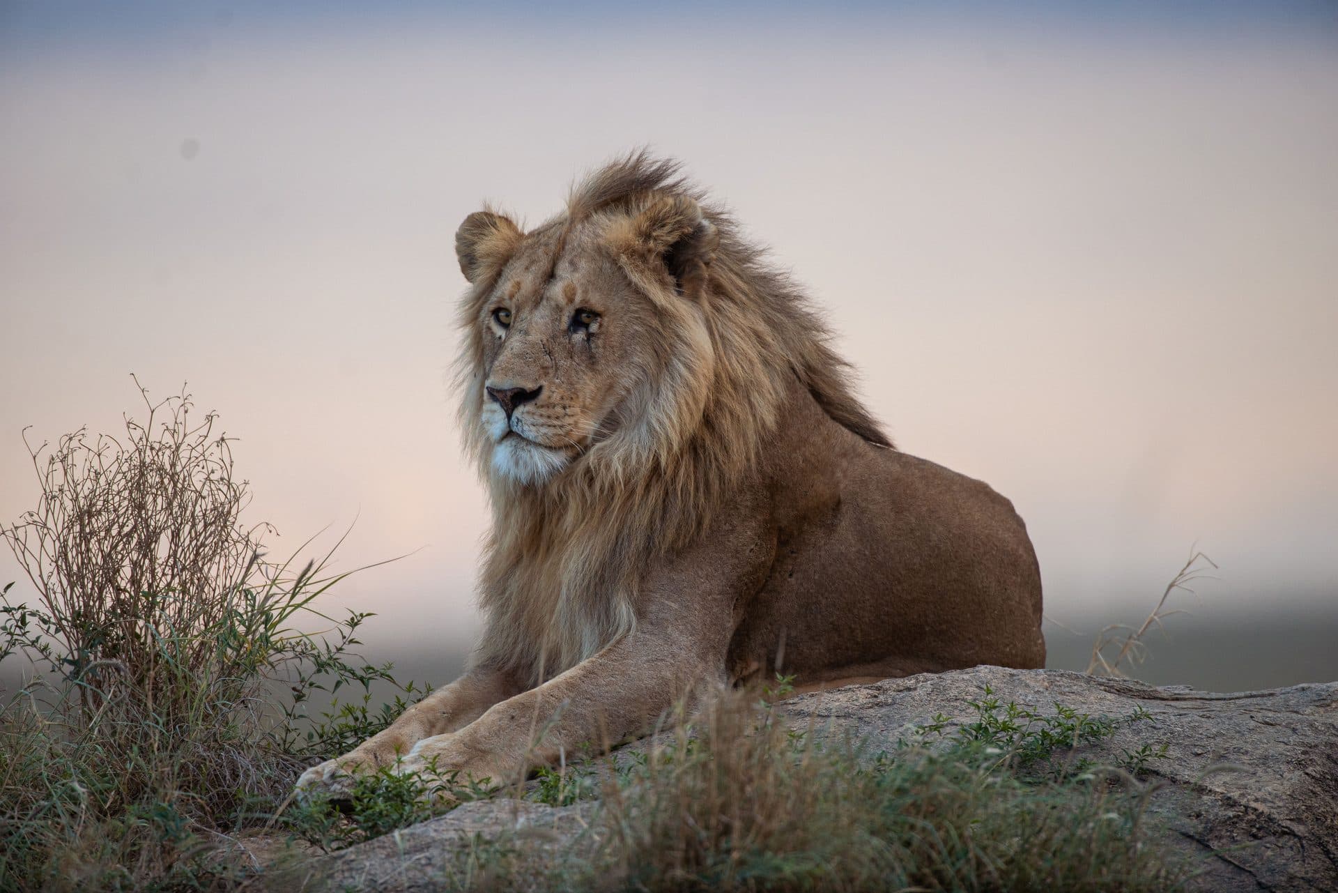 Löwe auf Pirschfahrt im Queen Elizabeth Nationalpark Uganda – Heimat der baumkletternden Löwen von Ishasha