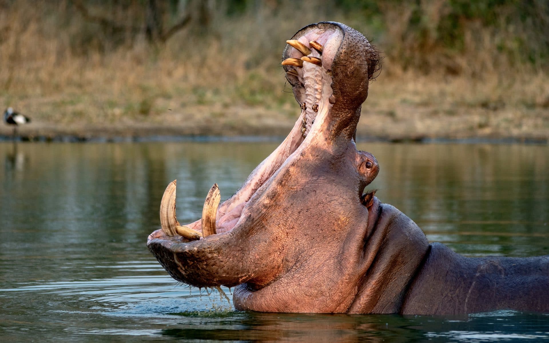 Nilpferde bei Bootsfahrt auf dem Nil, Murchison Falls Nationalpark Uganda