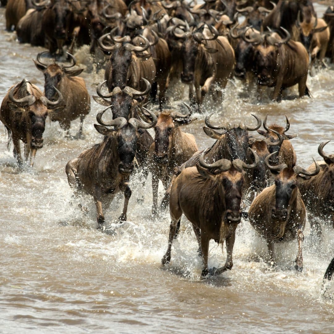 Zwei volle Tage Serengeti