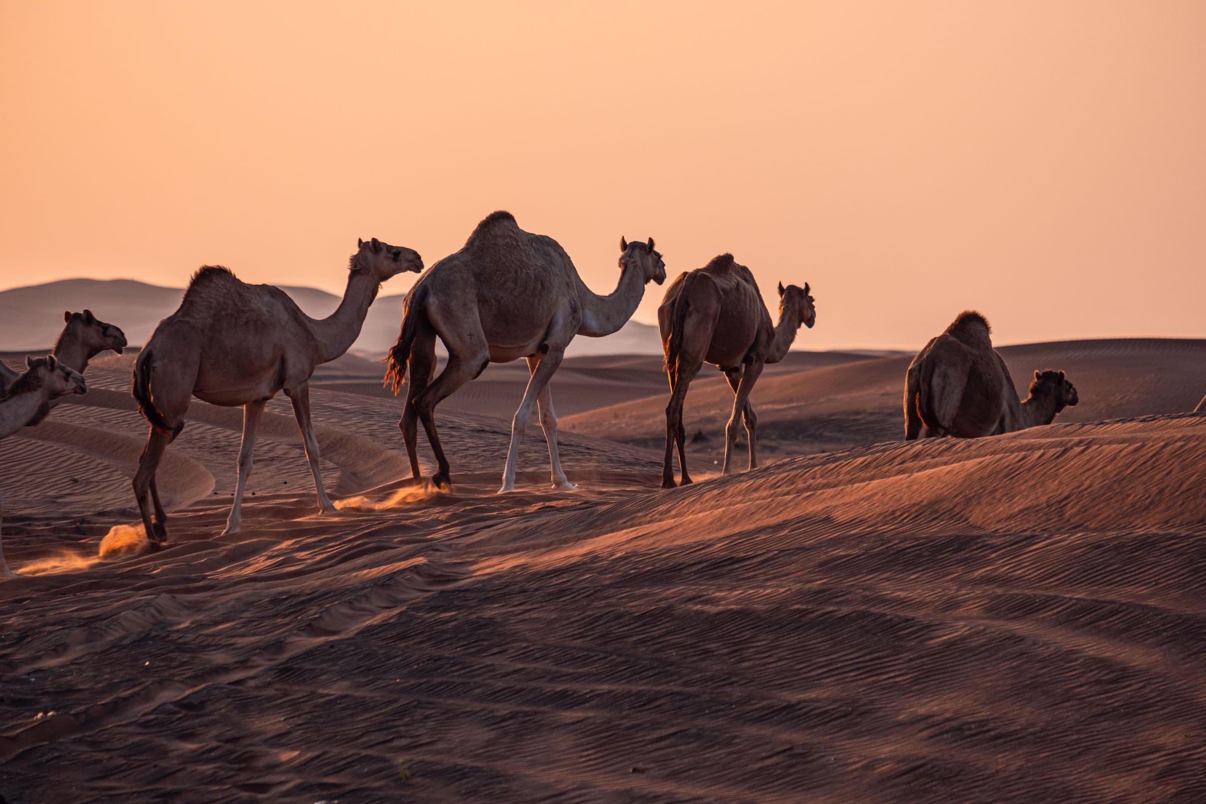 Kamelkarawane bei Sonnenuntergang in der ägyptischen Sahara – westliche Wüste Ägyptens