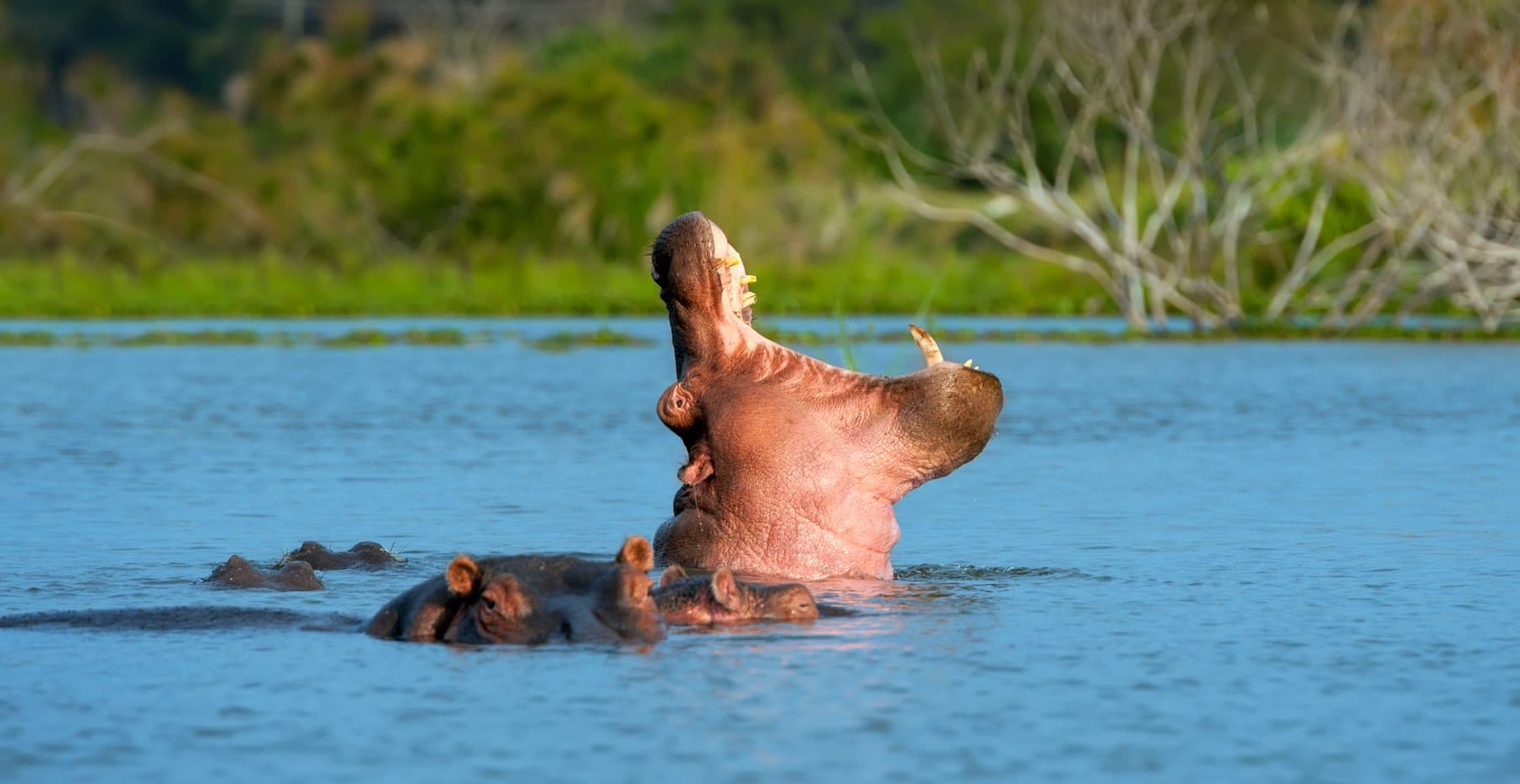 Mzima Springs – Unterwasserwelt Tsavo