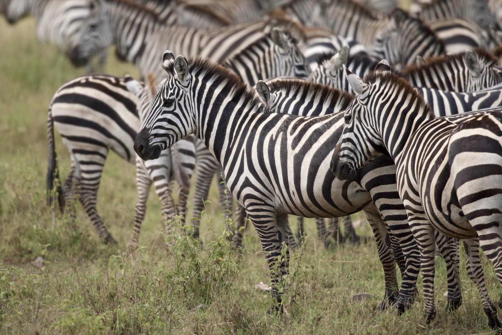 Zwei Nächte Serengeti