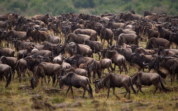 Große Migration – Das Spektakel der Serengeti