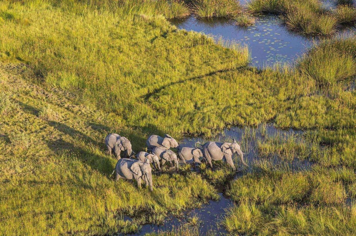 Luftaufnahme einer Elefantenherde im Okavango-Delta, Botswana – Vogelperspektive auf das UNESCO-Weltnaturerbe der Kalahari