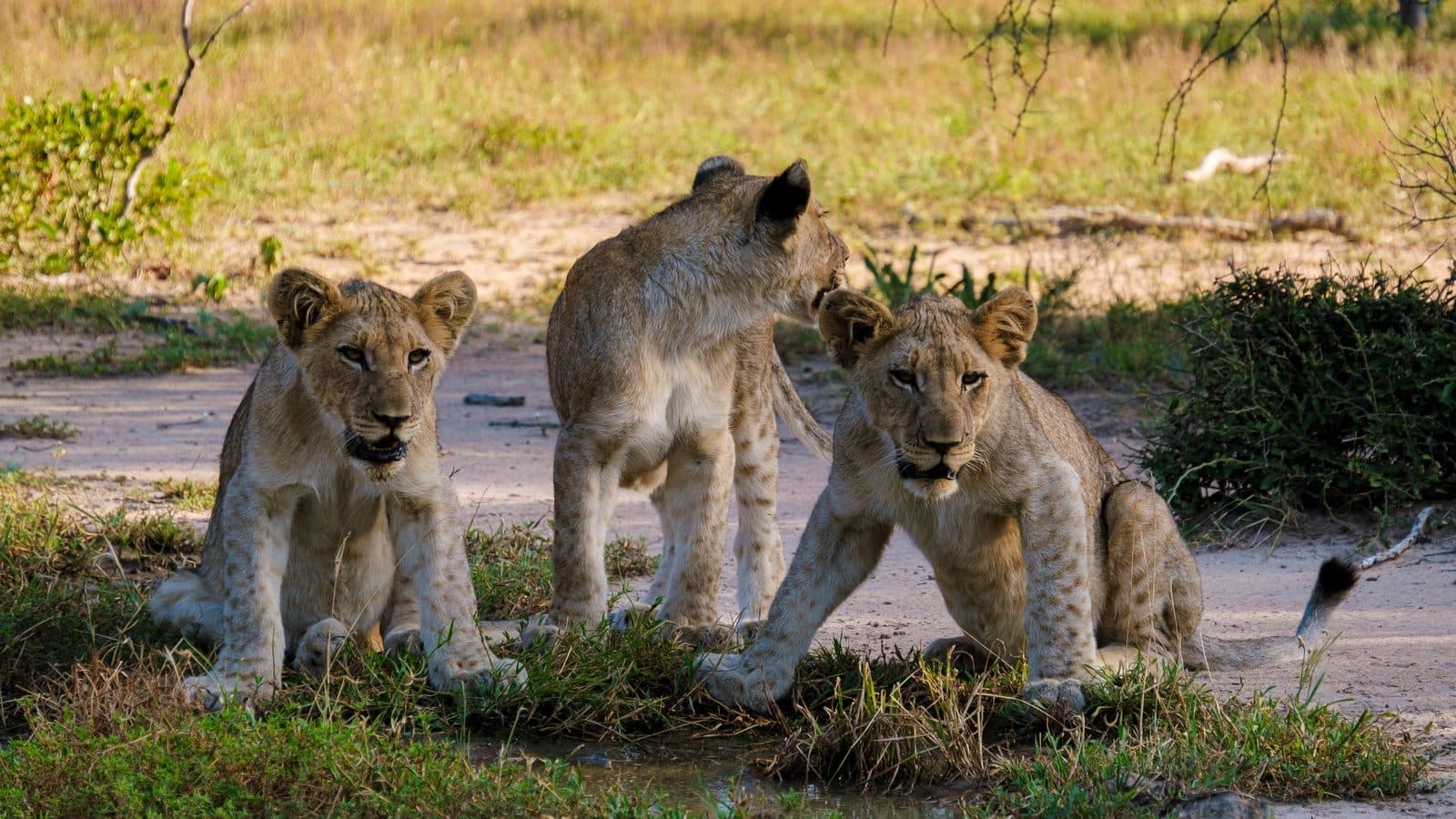 Kruger Nationalpark – Big Five