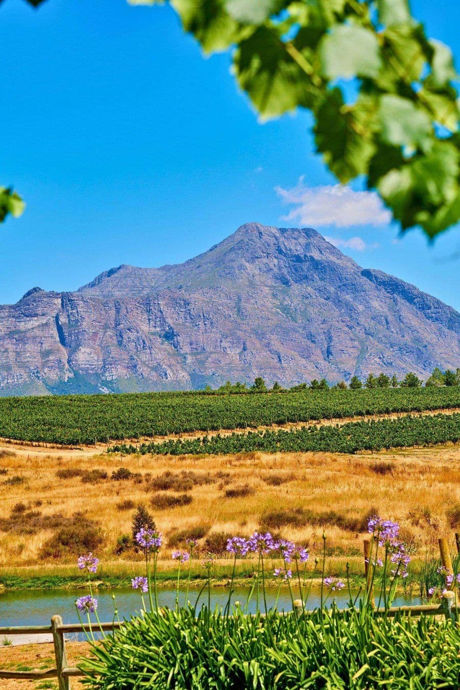 Weinberge in Stellenbosch mit Bergkulisse, Cape Winelands Südafrika