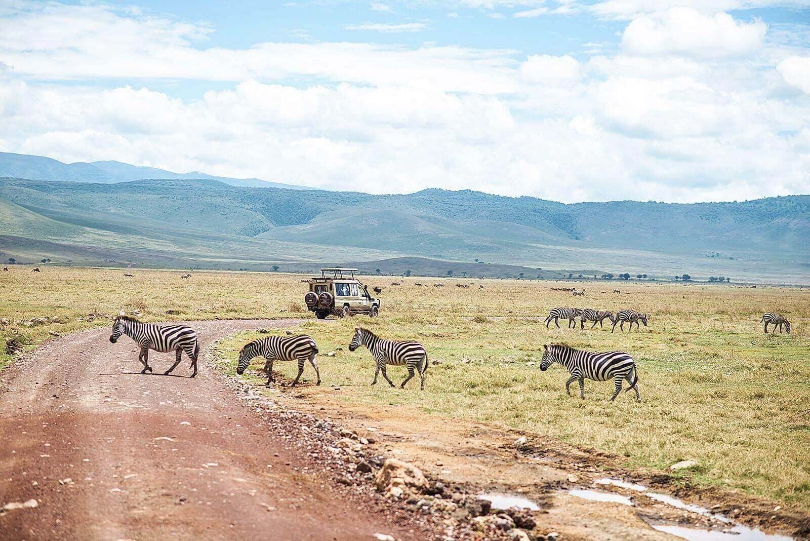 Ngorongoro – Weltklasse-Safari