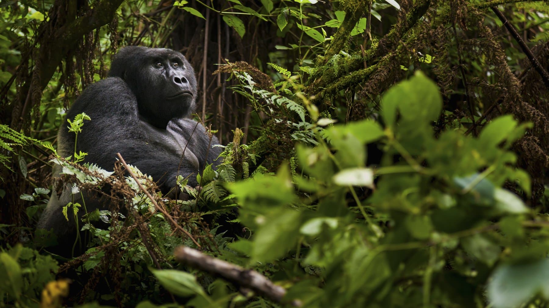 Gorilla-Trekking im Volcanoes NP