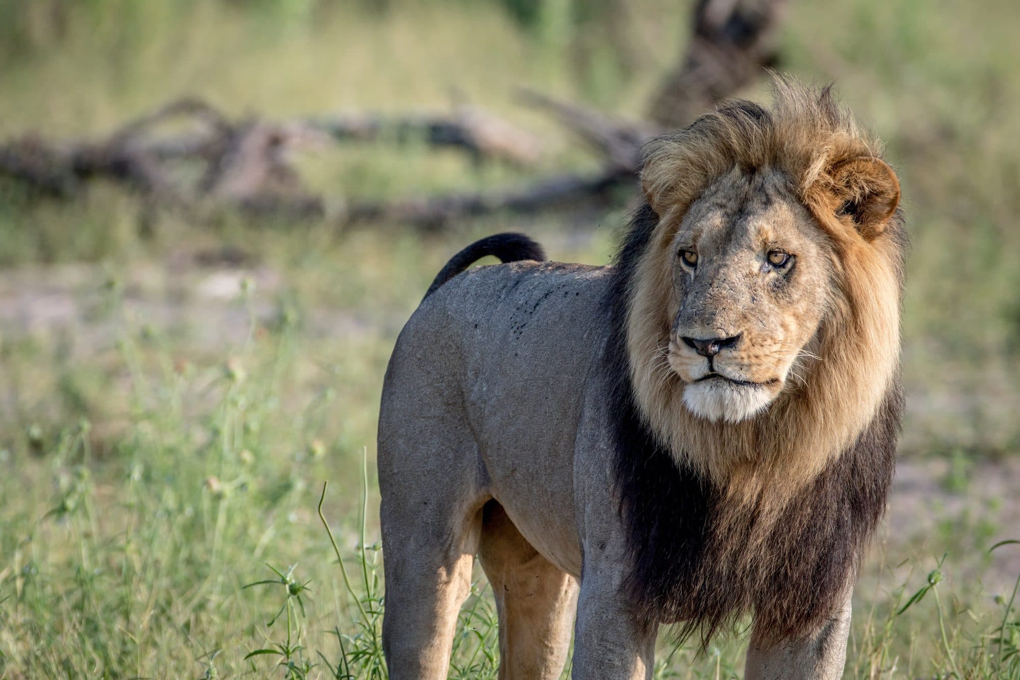 Löwe in der Savanne des Akagera Nationalparks, Ruanda – wiederangesiedelte Löwen als Symbol der erfolgreichsten Naturschutz-Geschichte Zentralafrikas