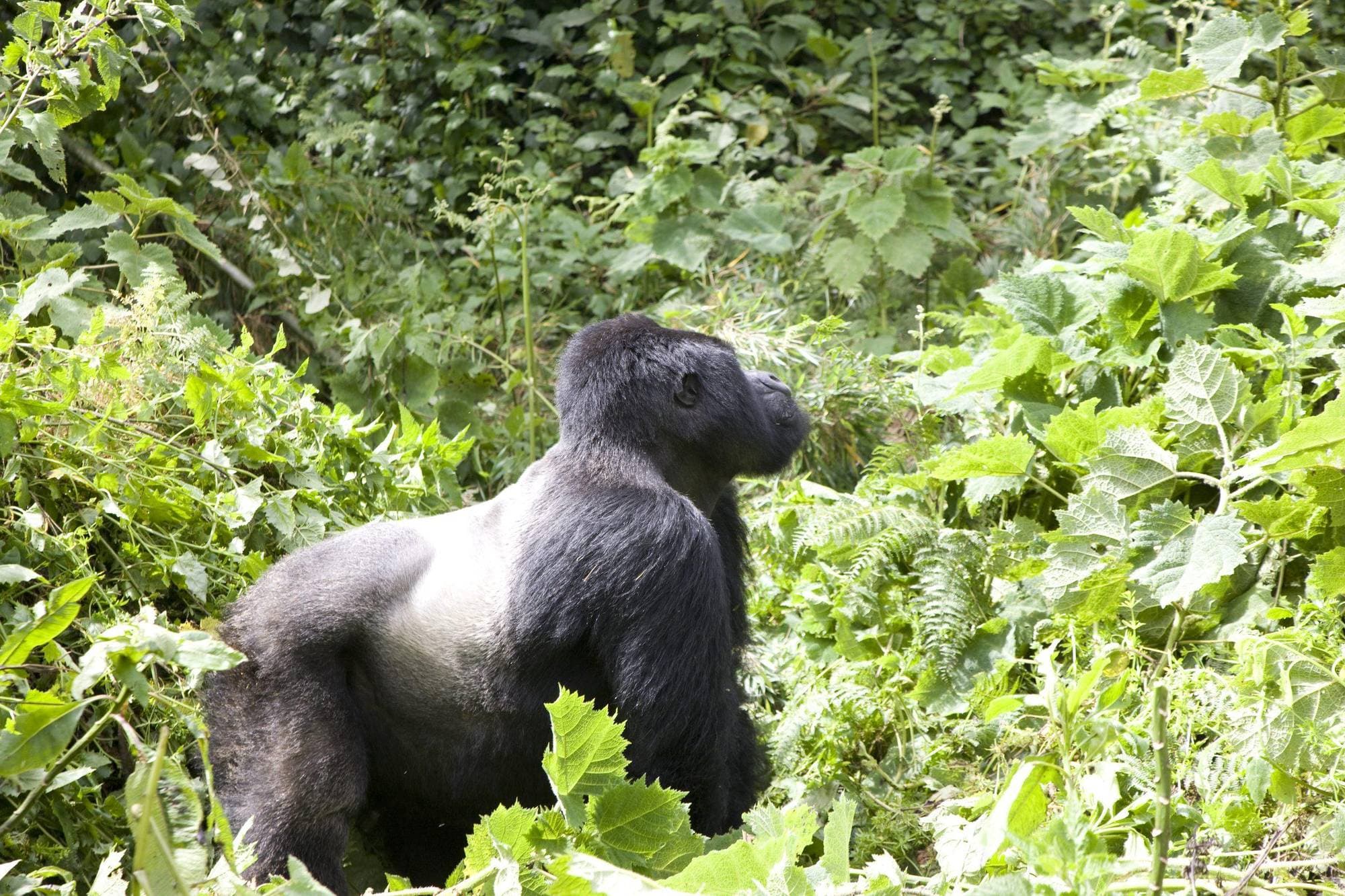 7 Tage Gorilla & Akagera Safari in Ruanda
