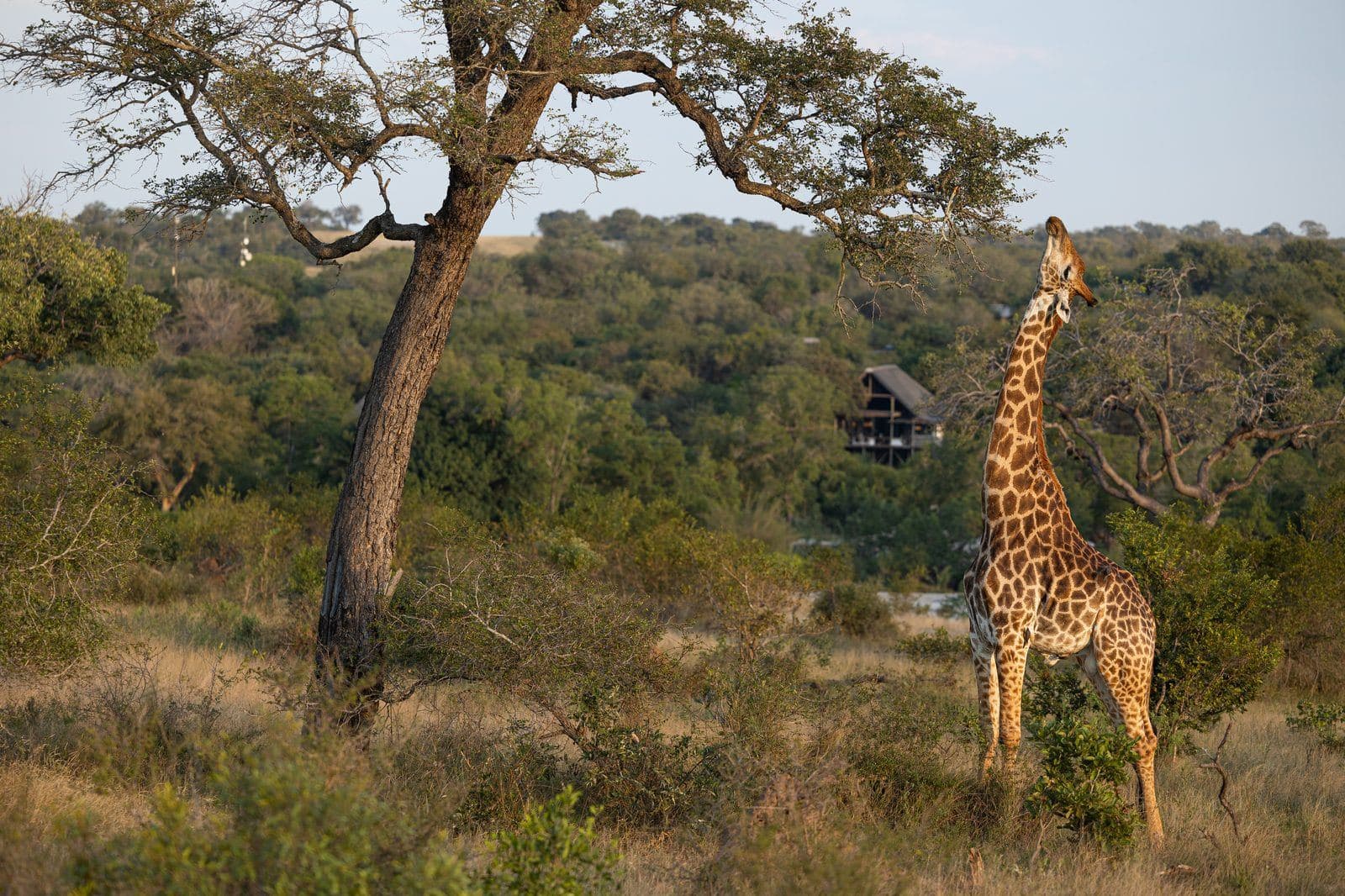 Magashi Camp & Bisate Lodge