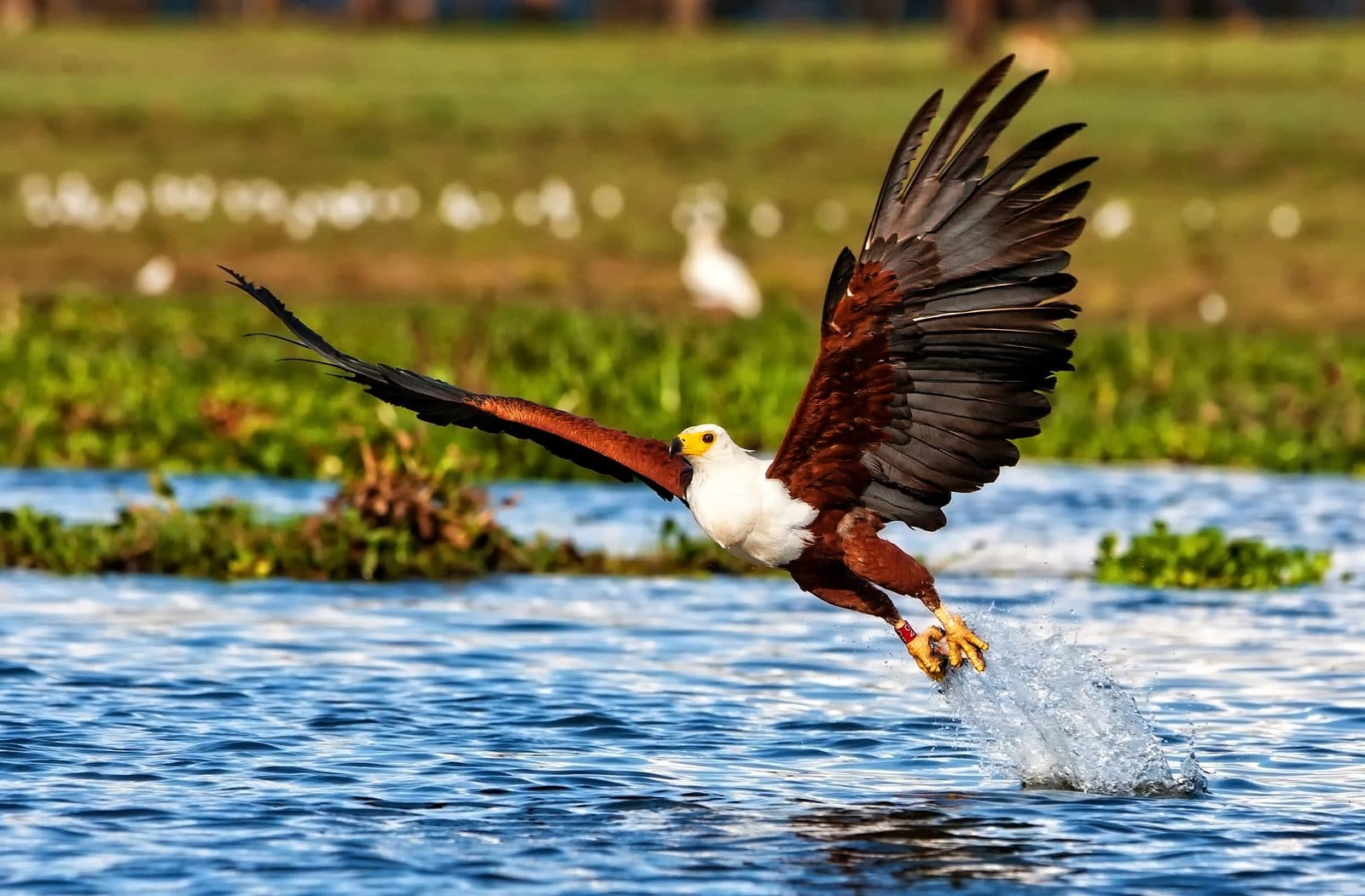 Vogelparadies Uganda