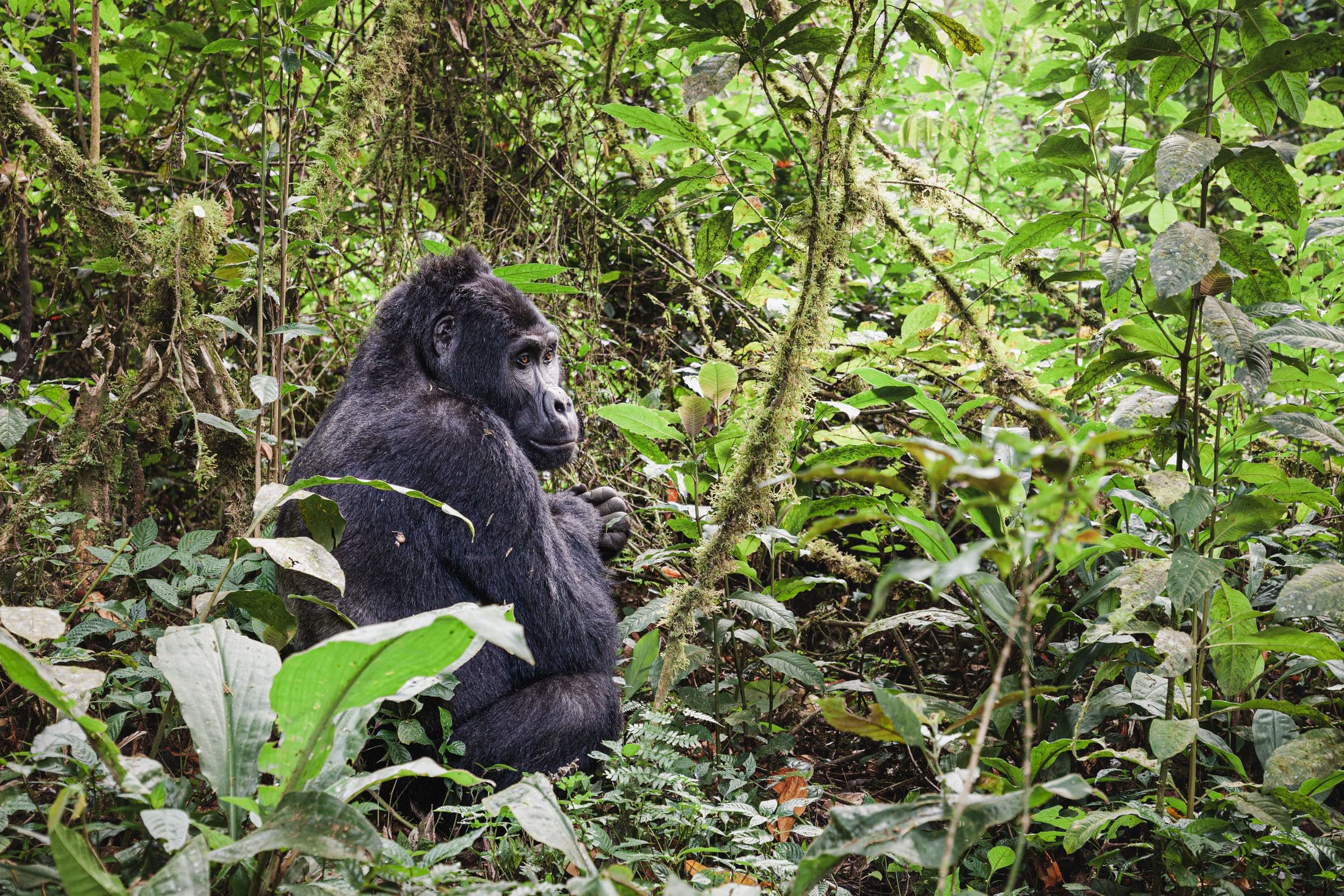 7 Tage Gorilla-Safari in Uganda