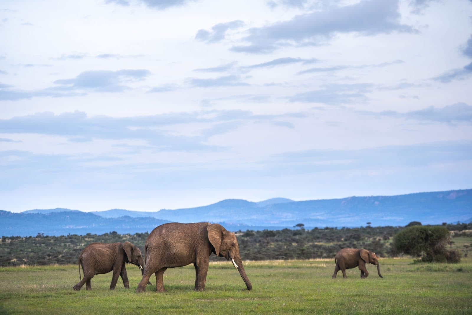 Safari in drei Nationalparks