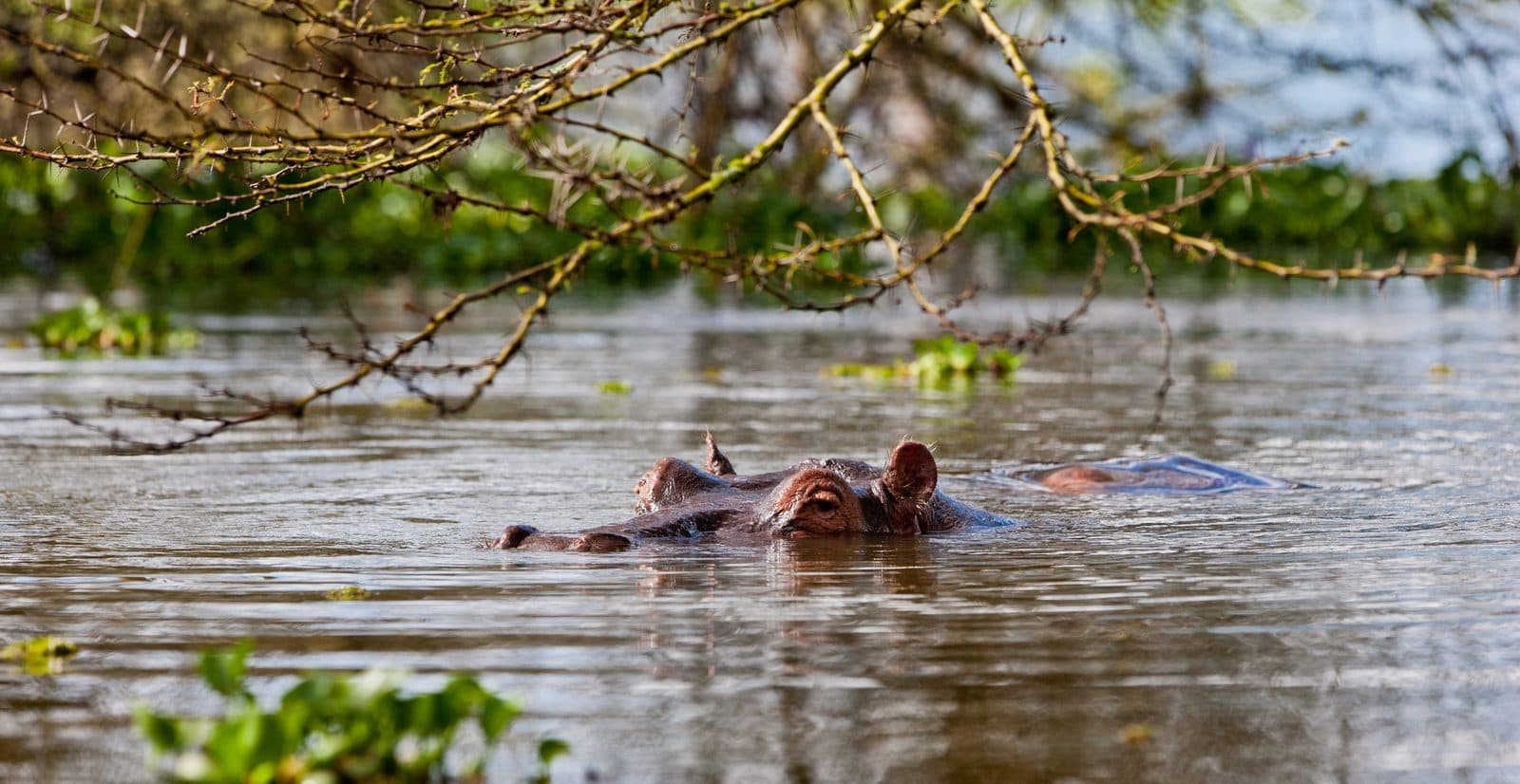 Kazinga-Kanal Bootssafari