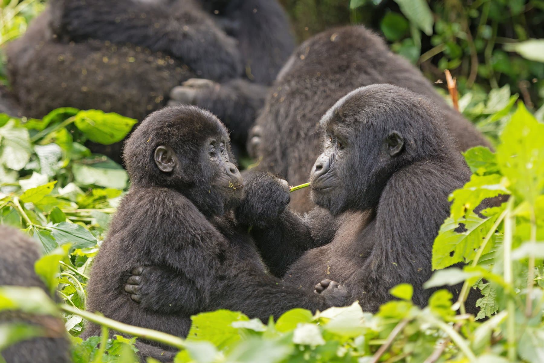 Gorilla-Trekking in Bwindi