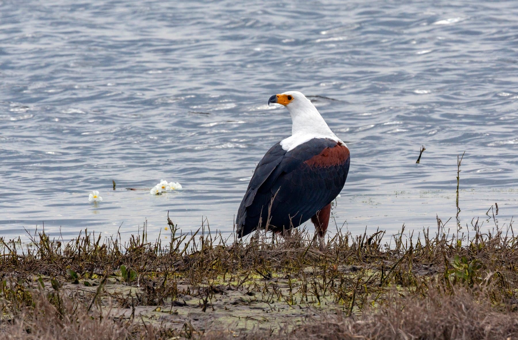 Vogelparadies