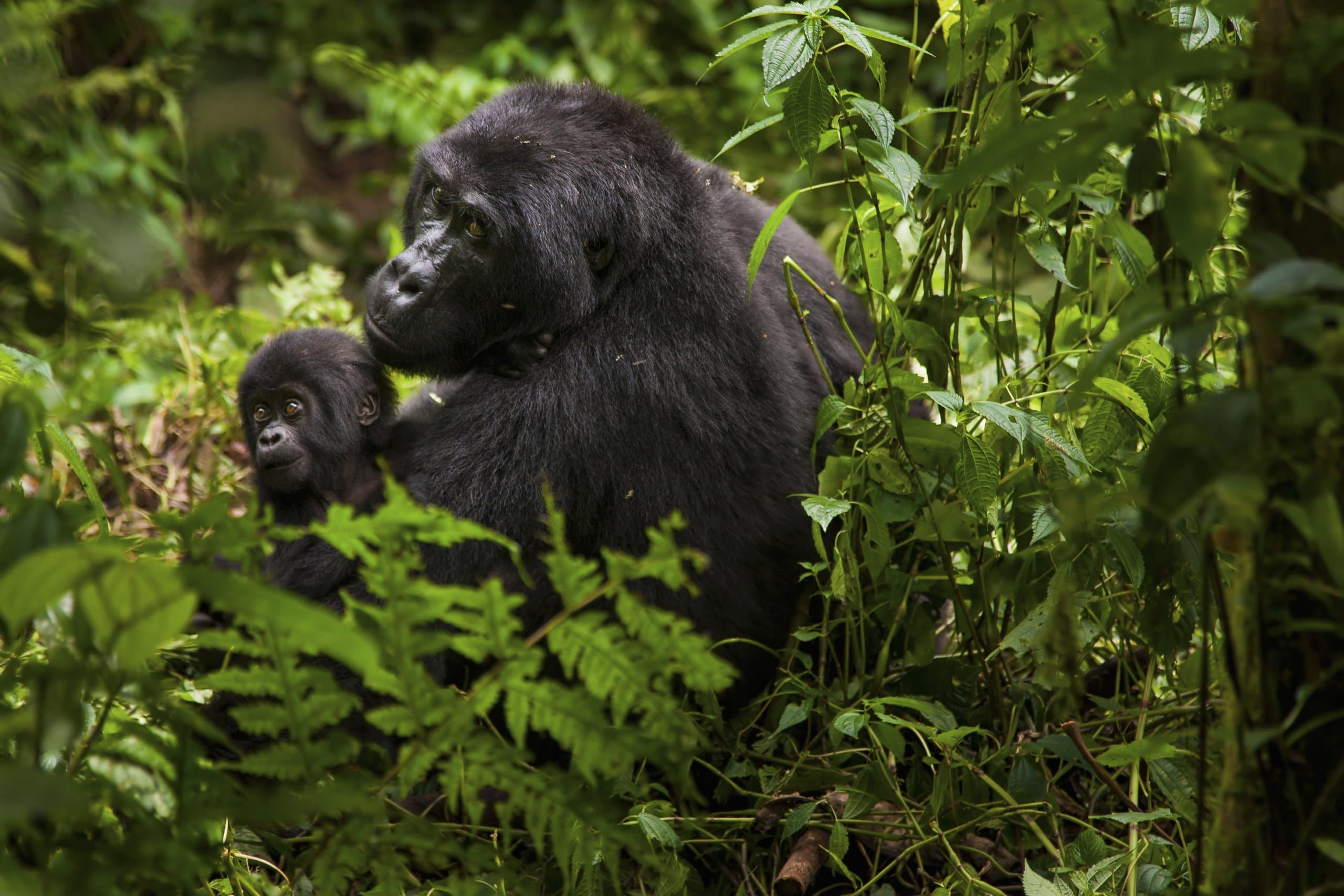 Berggorilla-Weibchen mit Jungtier zwischen Farnen im Volcanoes-Nationalpark in Ruanda