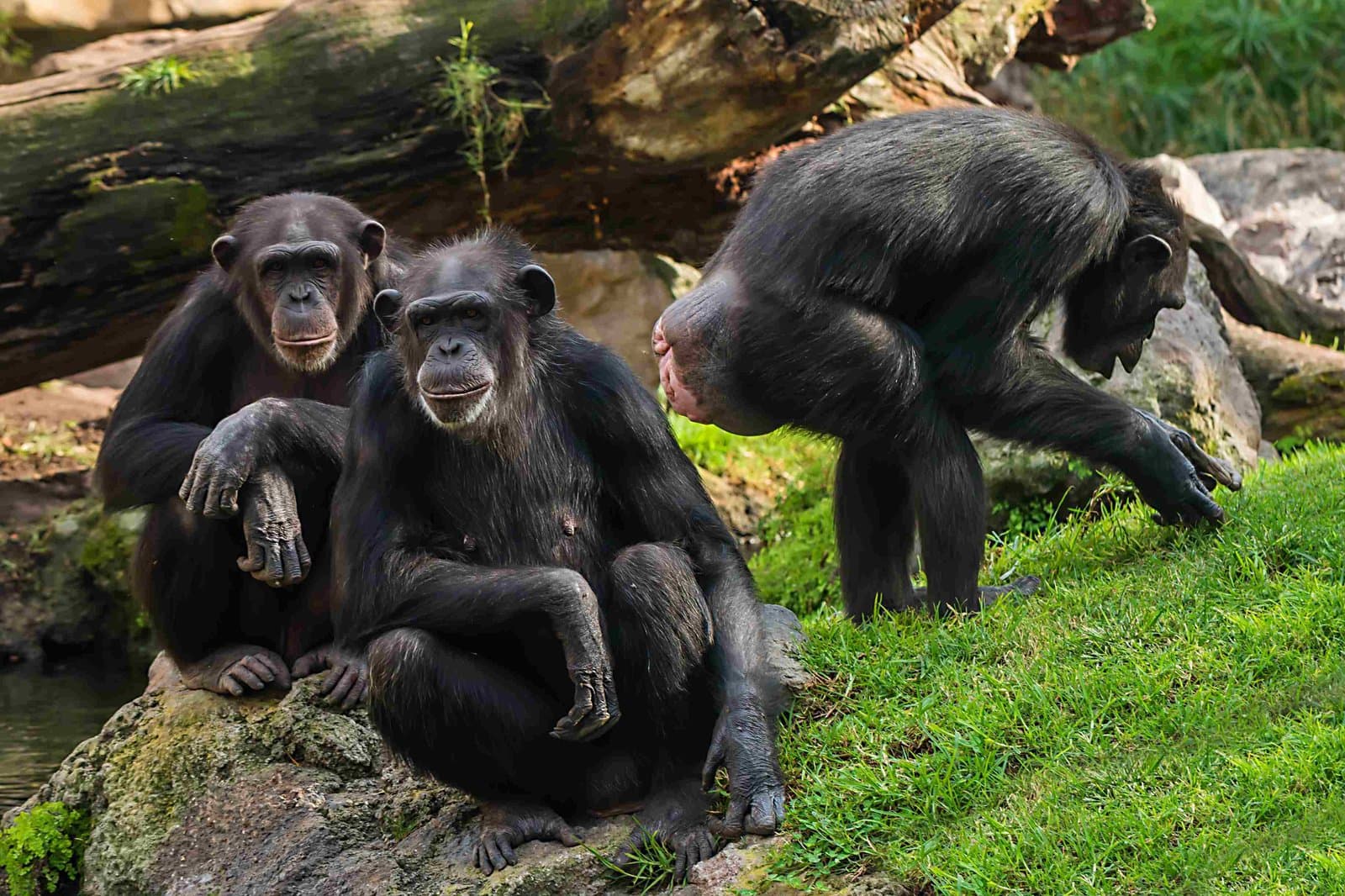 Schimpansen-Trekking im Nyungwe Forest National Park, Ruanda – einer der ältesten Regenwälder Afrikas mit 13 Primatenarten und über 300 Vogelarten
