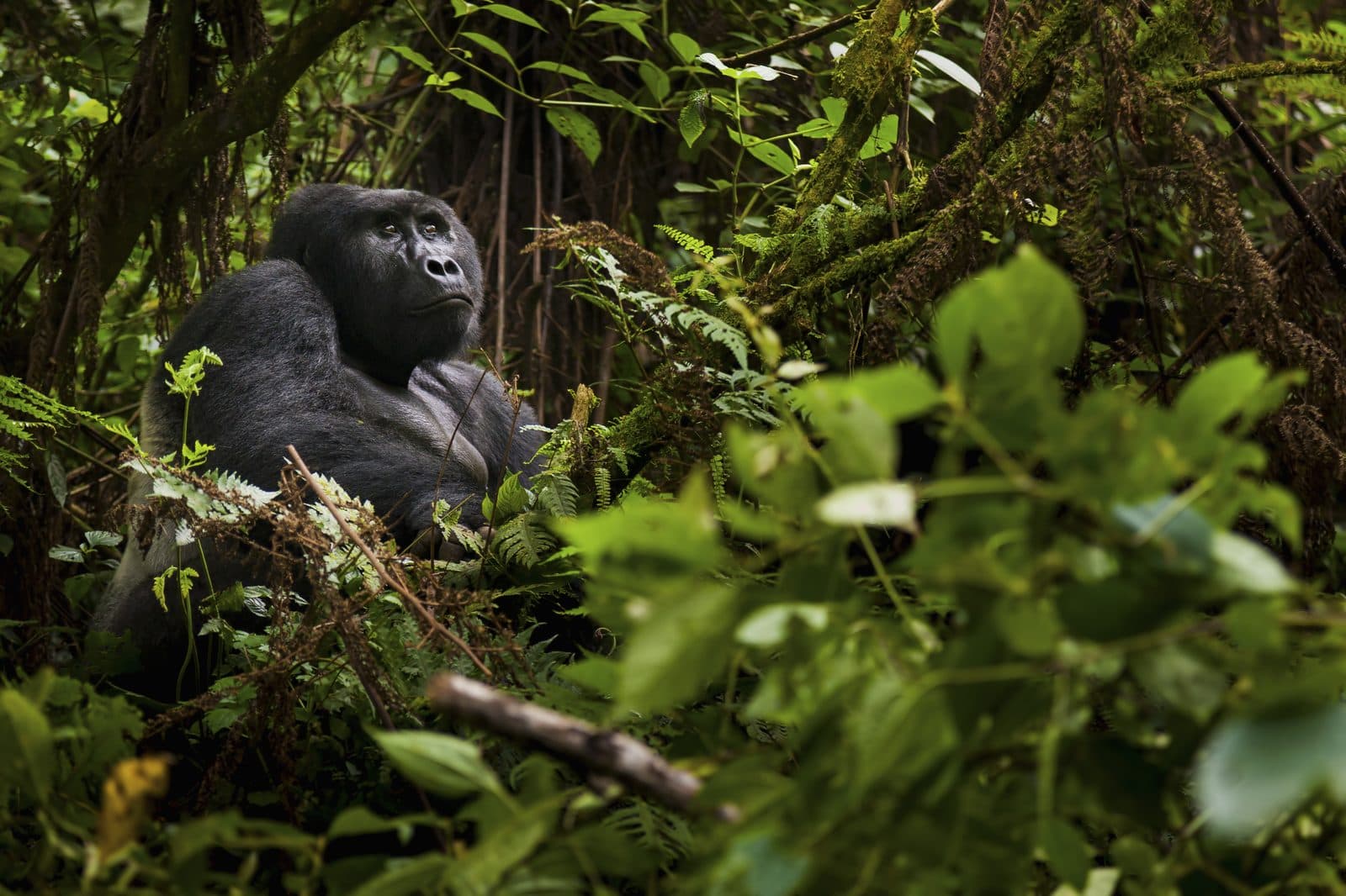 Berggorilla im Volcanoes Nationalpark, Ruanda – ruhende Aufnahme von Mint_Images im dichten Regenwald der Virunga-Vulkane, Heimat der letzten Berggorillas der Welt