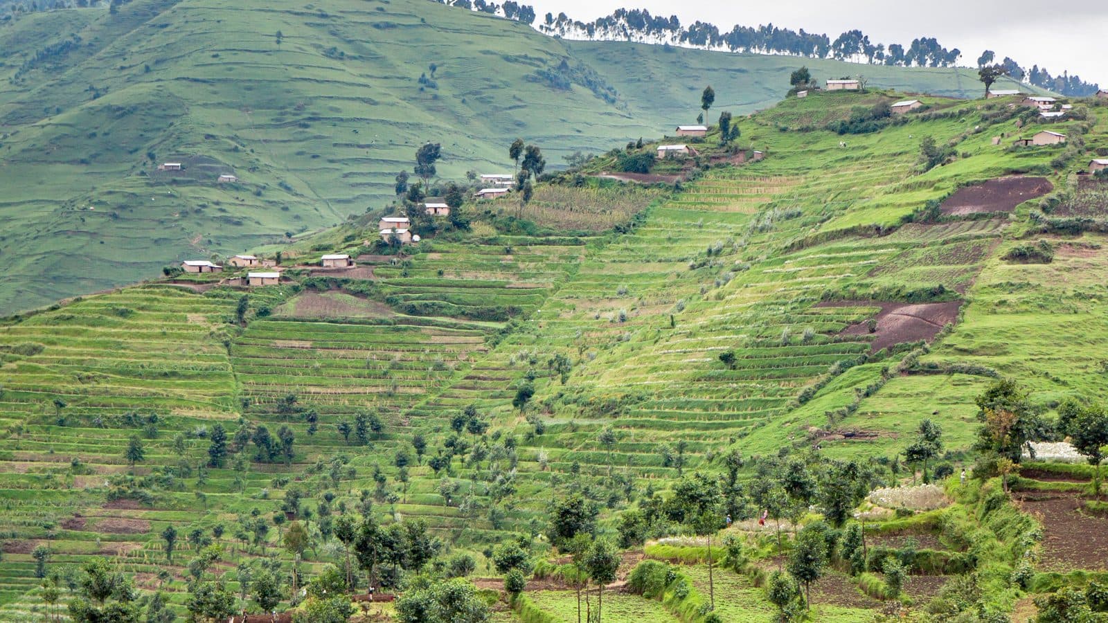 Terrassenfelder auf den tausend Hügeln Ruandas – das ikonische Landschaftsbild des Landes, das Kigali umgibt und das Herzstück der ruandischen Kulturlandschaft bildet