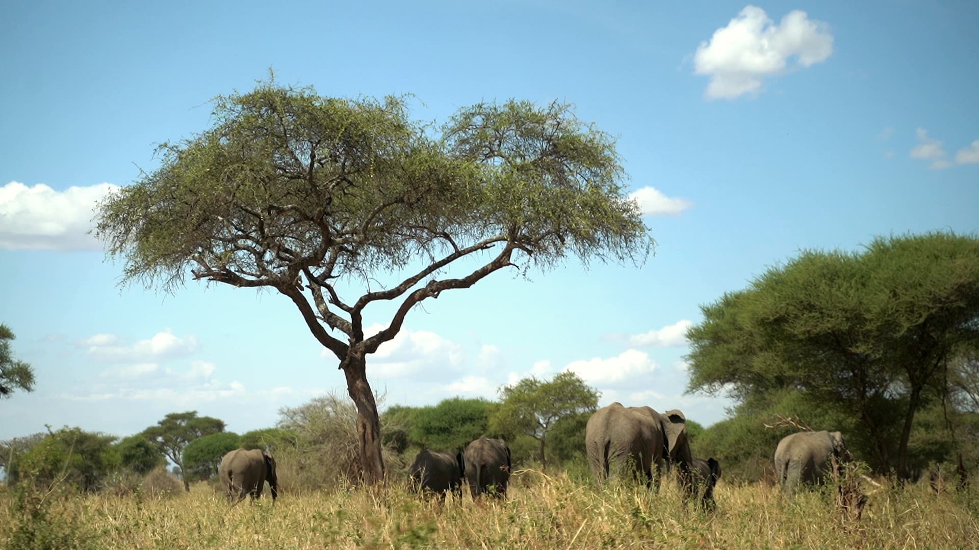 Elefantenherde unter einer Schirmakazie in der Baobab-Savanne des Tarangire-Nationalparks