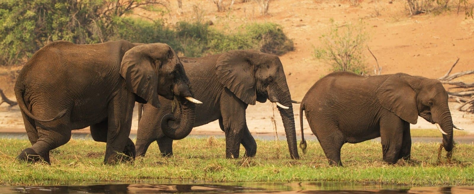 Safari ohne Internetverbindung – die Tansania Reiseabenteuer App funktioniert vollständig offline
