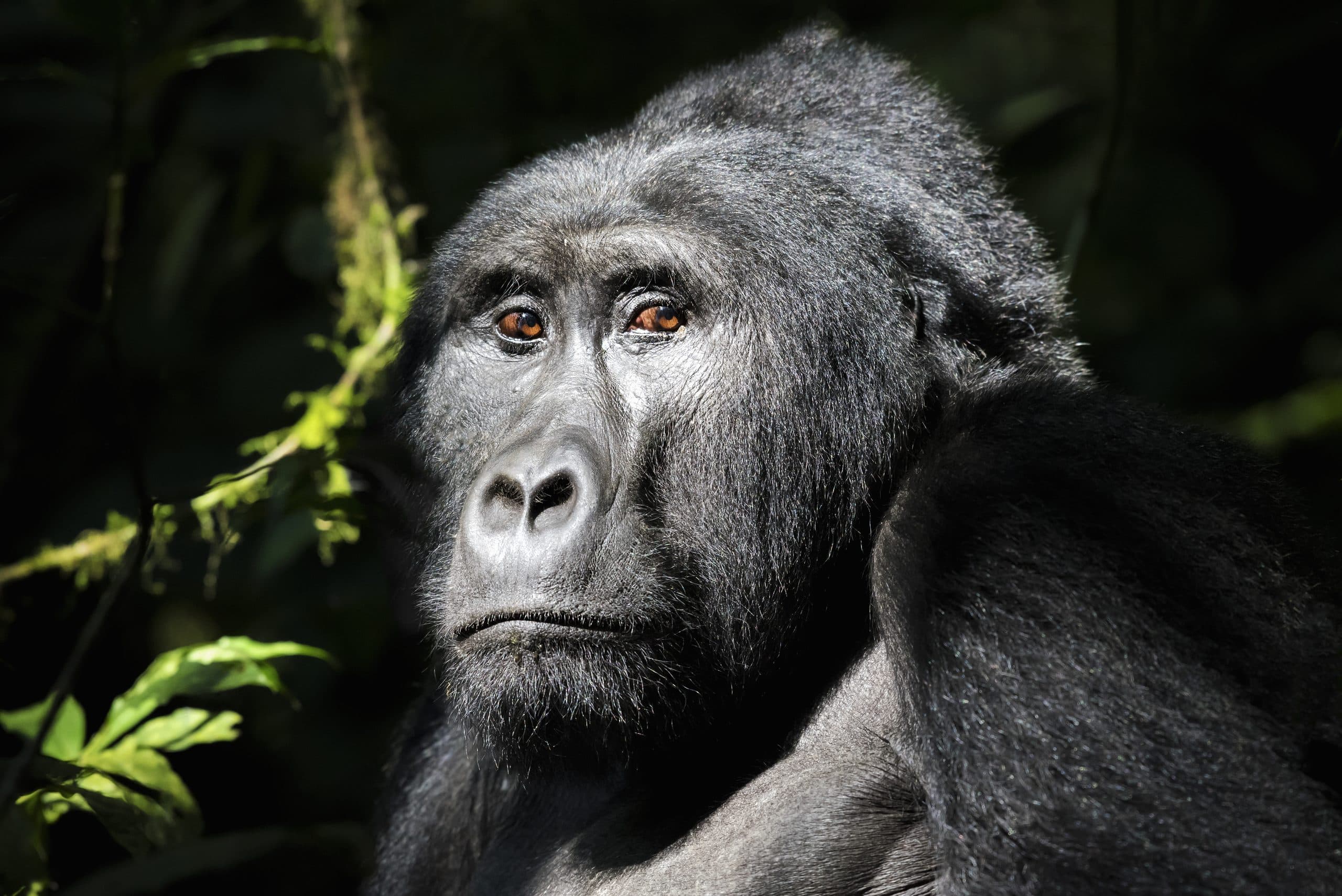 Berggorilla-Silberrücken im Bwindi Impenetrable Forest – Gorilla-Trekking Uganda