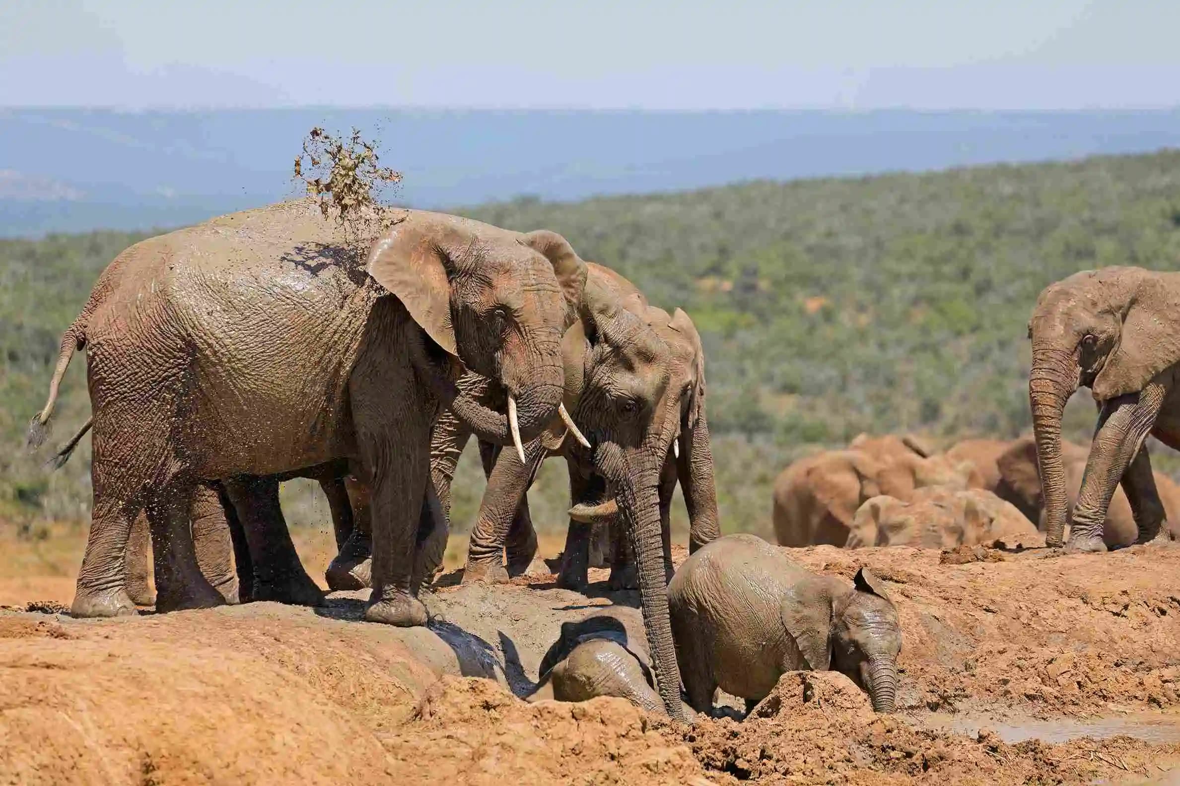 Tansania Safari – Elefant in der Savanne