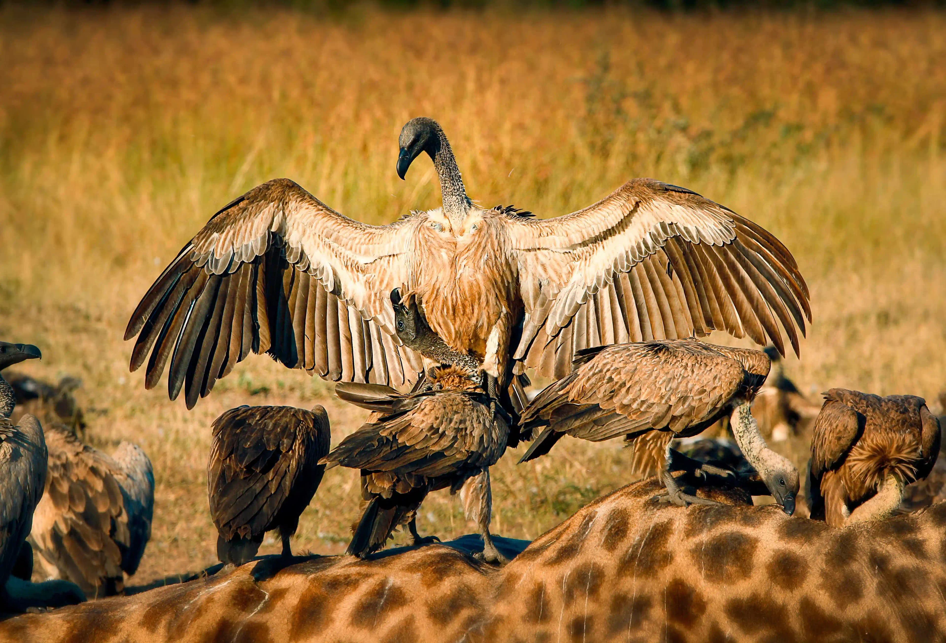 Wandersafari im Tarangire-Nationalpark
