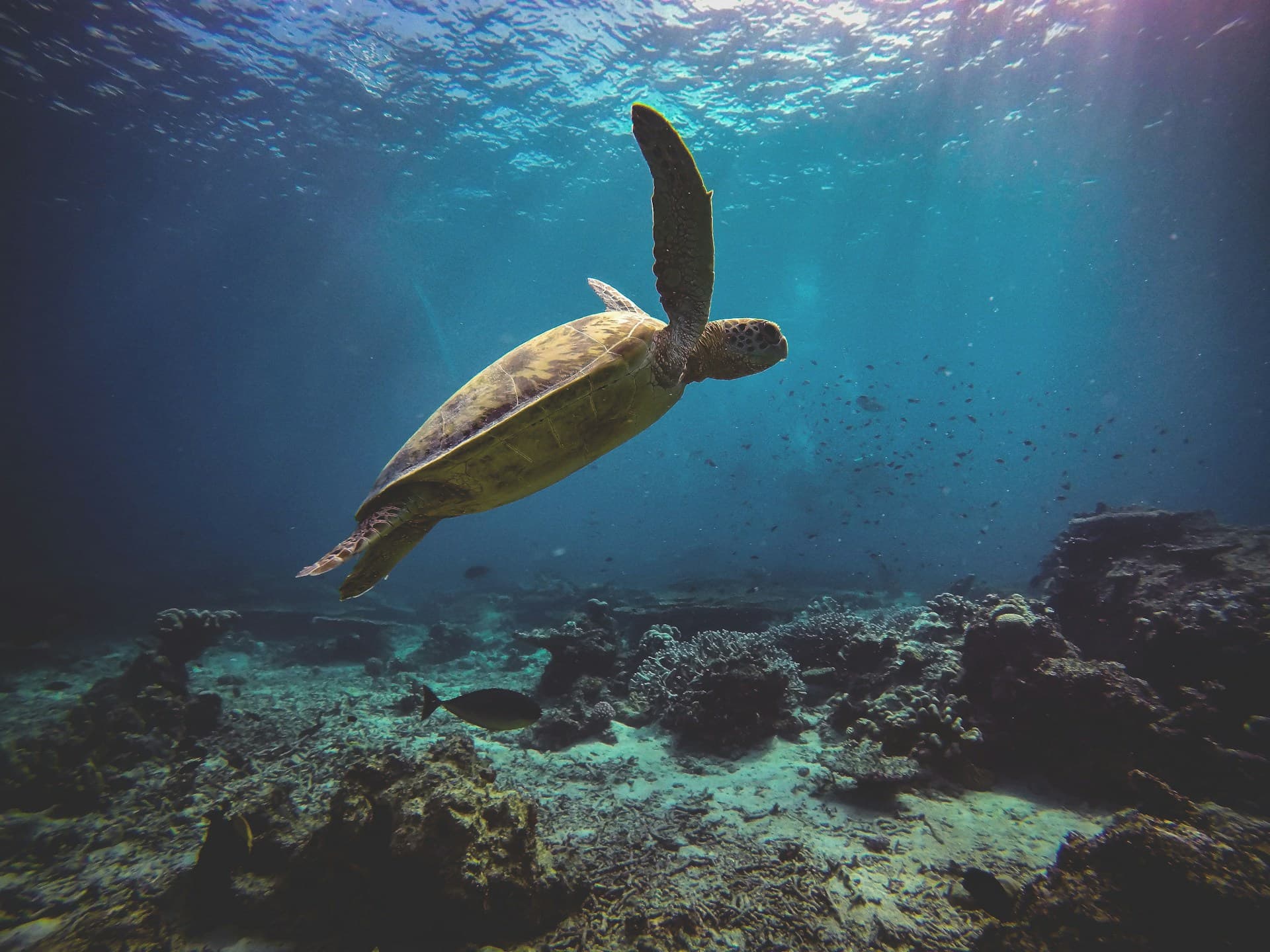 Nungwi Turtle Aquarium – Schildkröten hautnah erleben