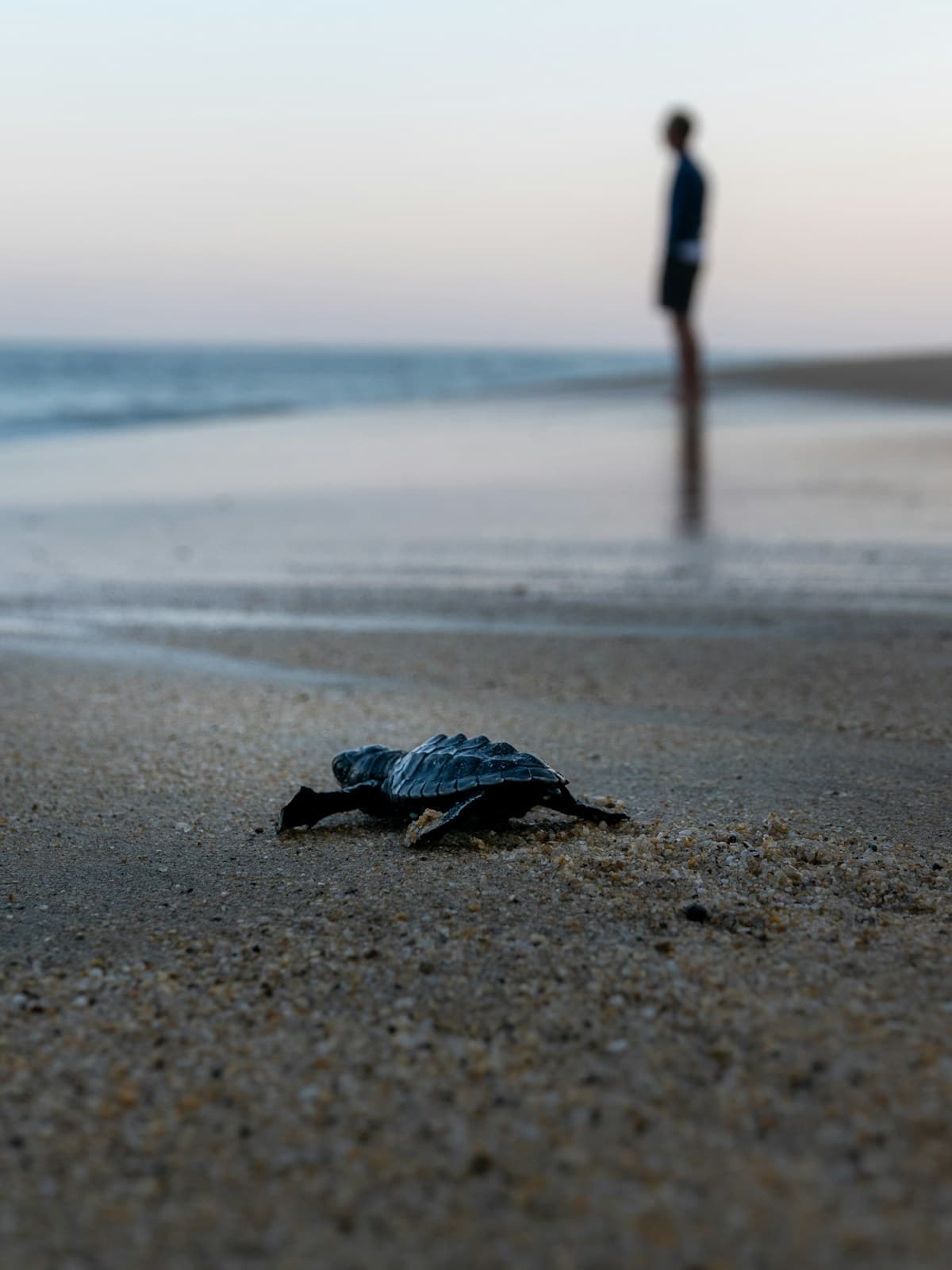 Wiederauswilderung einer Meeresschildkröte am Strand von Nungwi