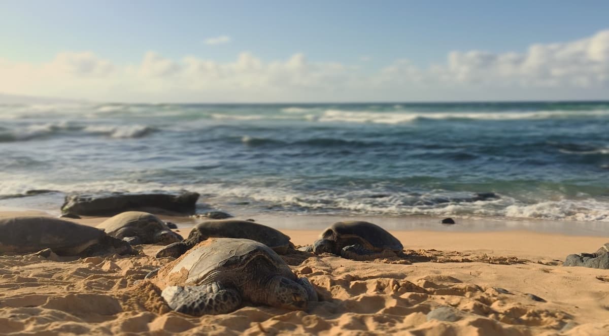 Meeresschildkröten am Strand nahe der Küste