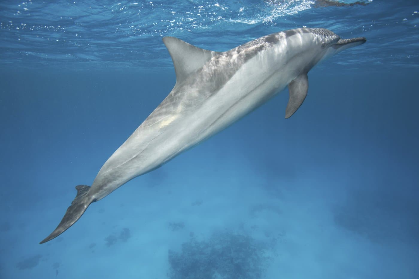Delfin schwimmt unter der Wasseroberfläche im klaren Indischen Ozean