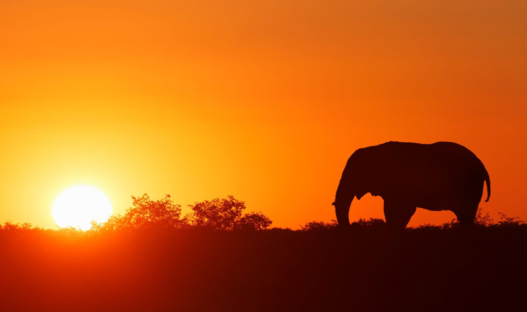 Elefant im Gegenlicht der untergehenden Sonne, Masai Mara, Kenia