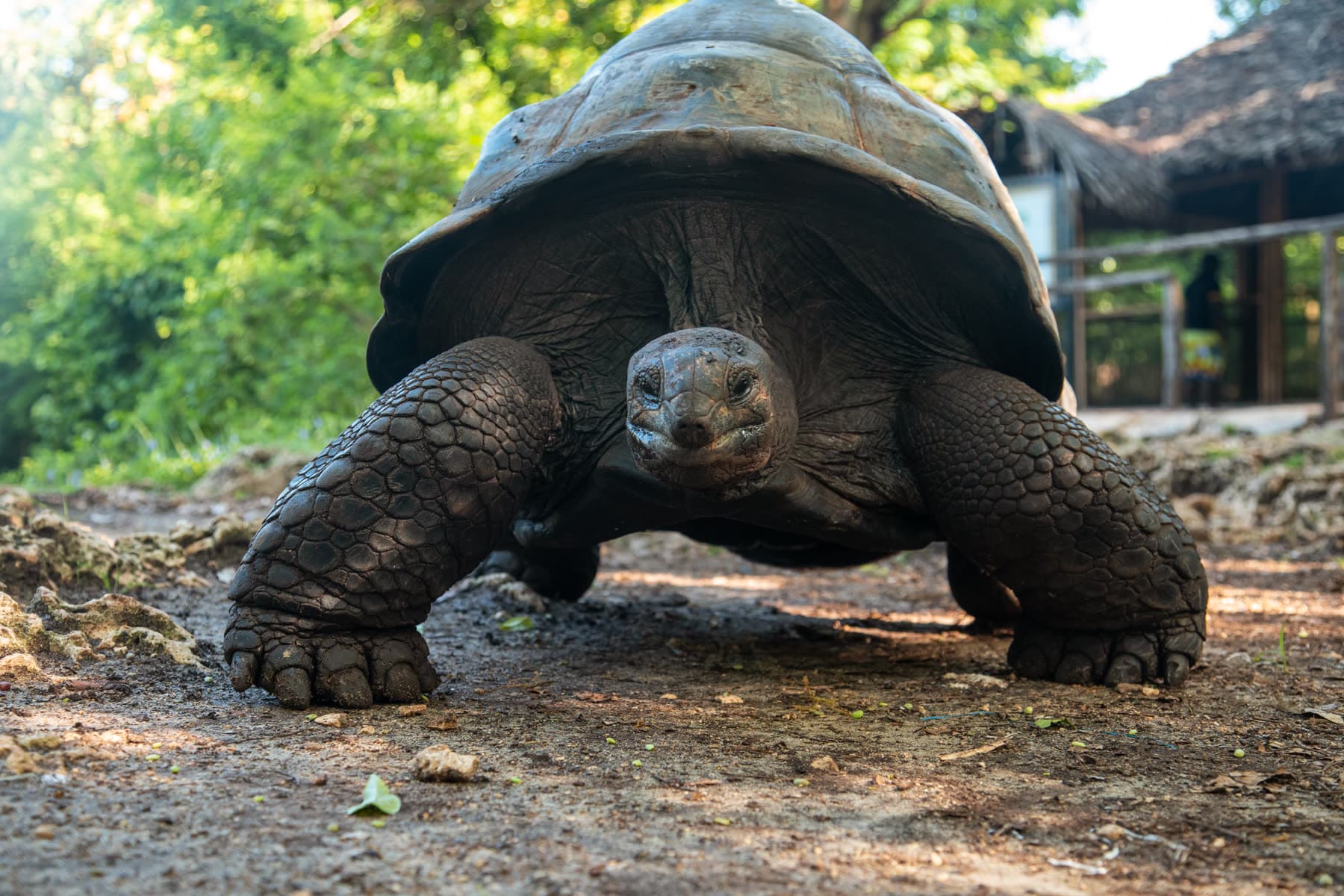 Aldabra-Riesenschildkröte in Nahaufnahme von vorn auf Prison Island Sansibar