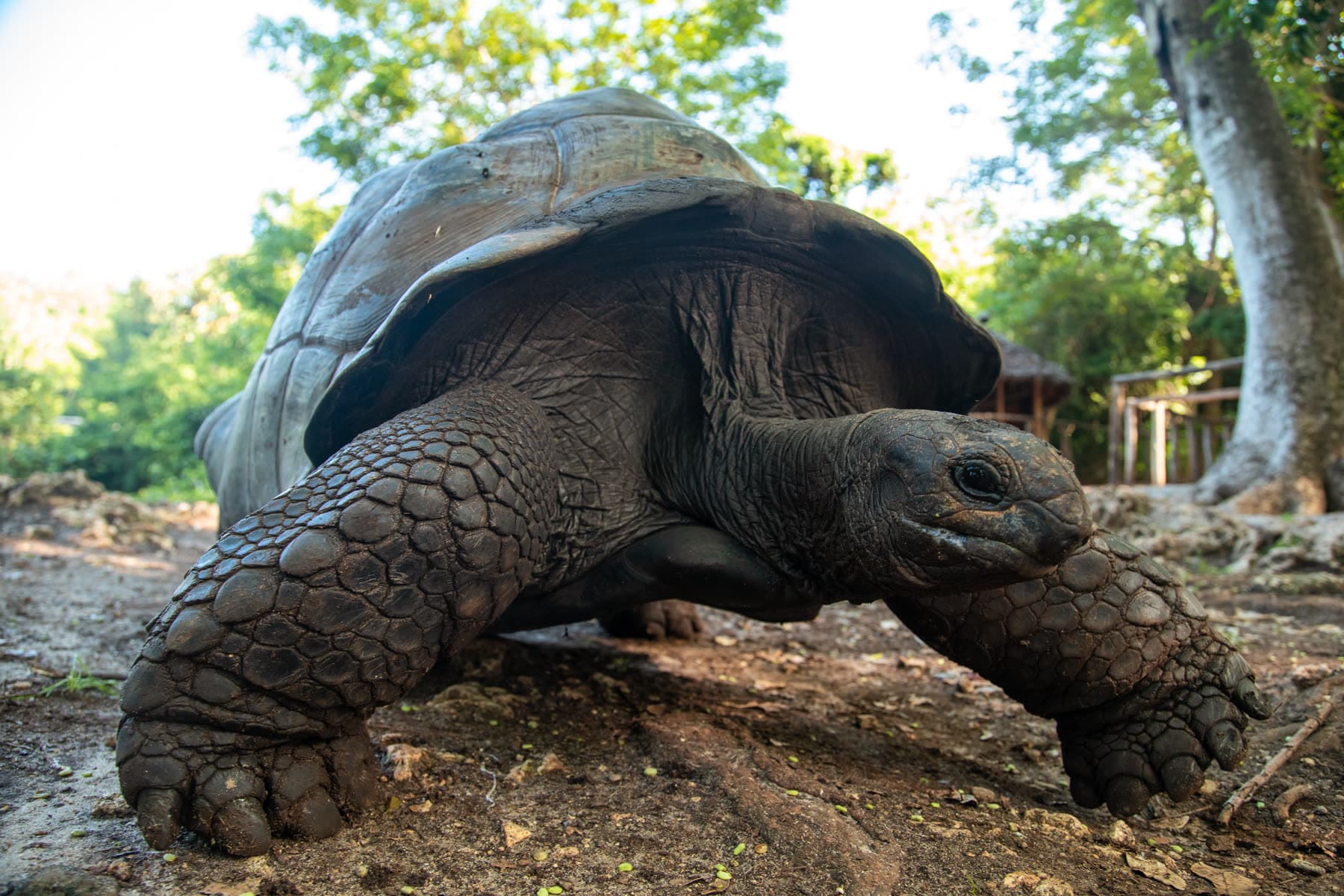 Aldabra-Riesenschildkröte vor dem Unterstand der Schutzstation auf Prison Island Sansibar