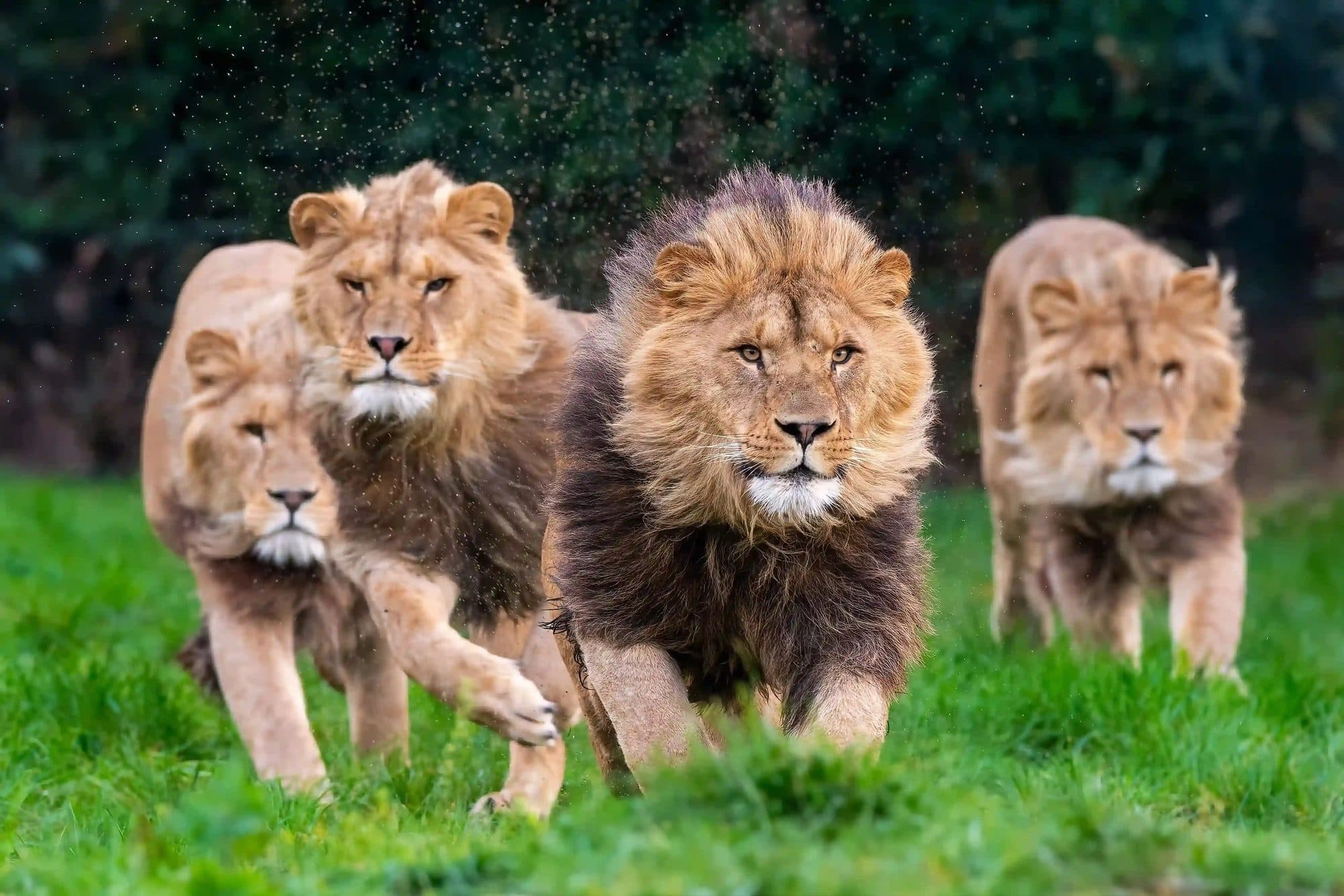 Die sechs Mitglieder der Mapogo-Löwenkoalition im Sabi Sands Wildreservat