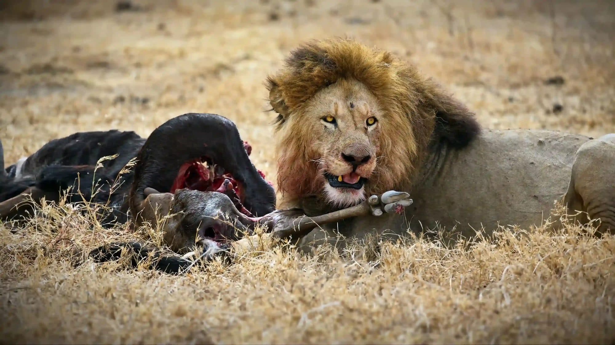 Junge Löwenmännchen der späteren Mapogo-Koalition im Sabi Sands Wildreservat