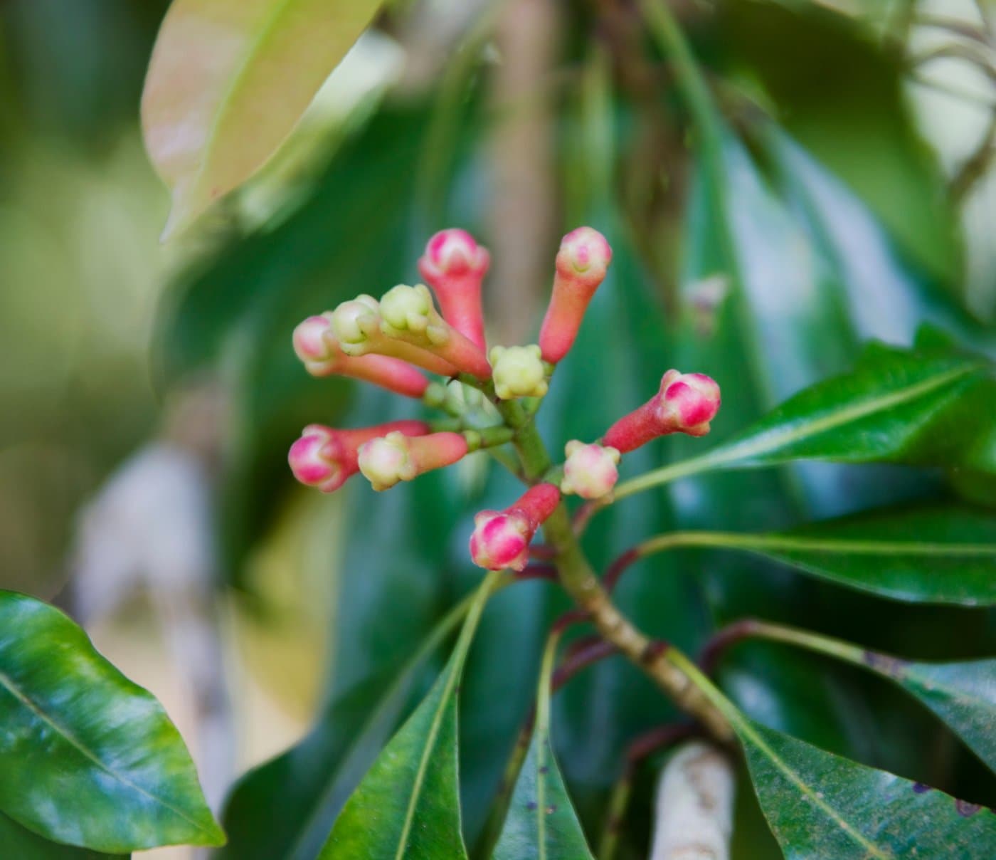 Frische Nelkenblüten an einem Gewürzbaum auf Sansibar