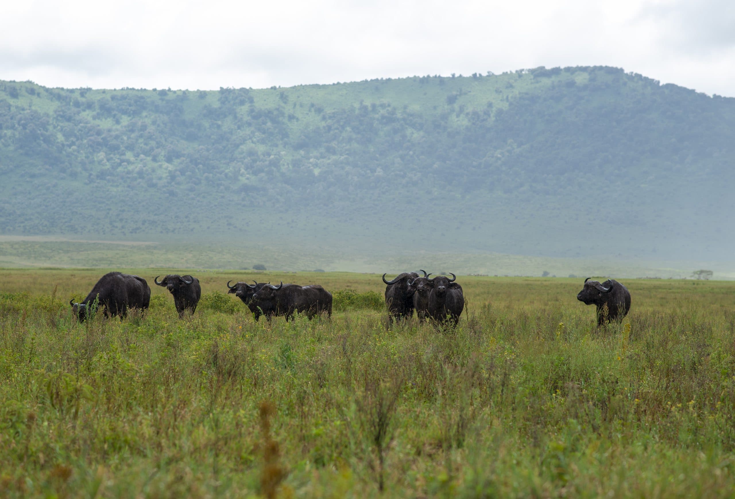 Tansania Safari Kosten 2026: Was unsere Reisen pro Tag kosten