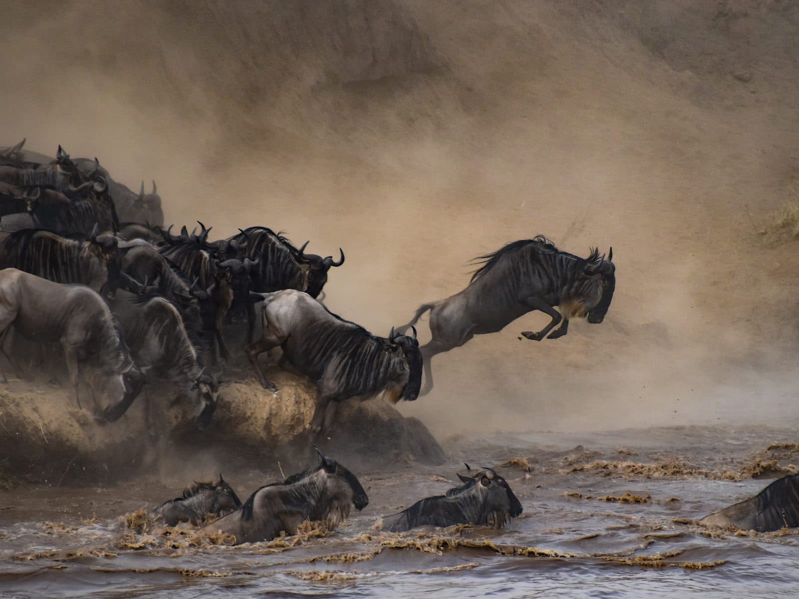 Gnus springen bei einer Flussüberquerung während der Großen Tierwanderung vom Ufer ins Wasser