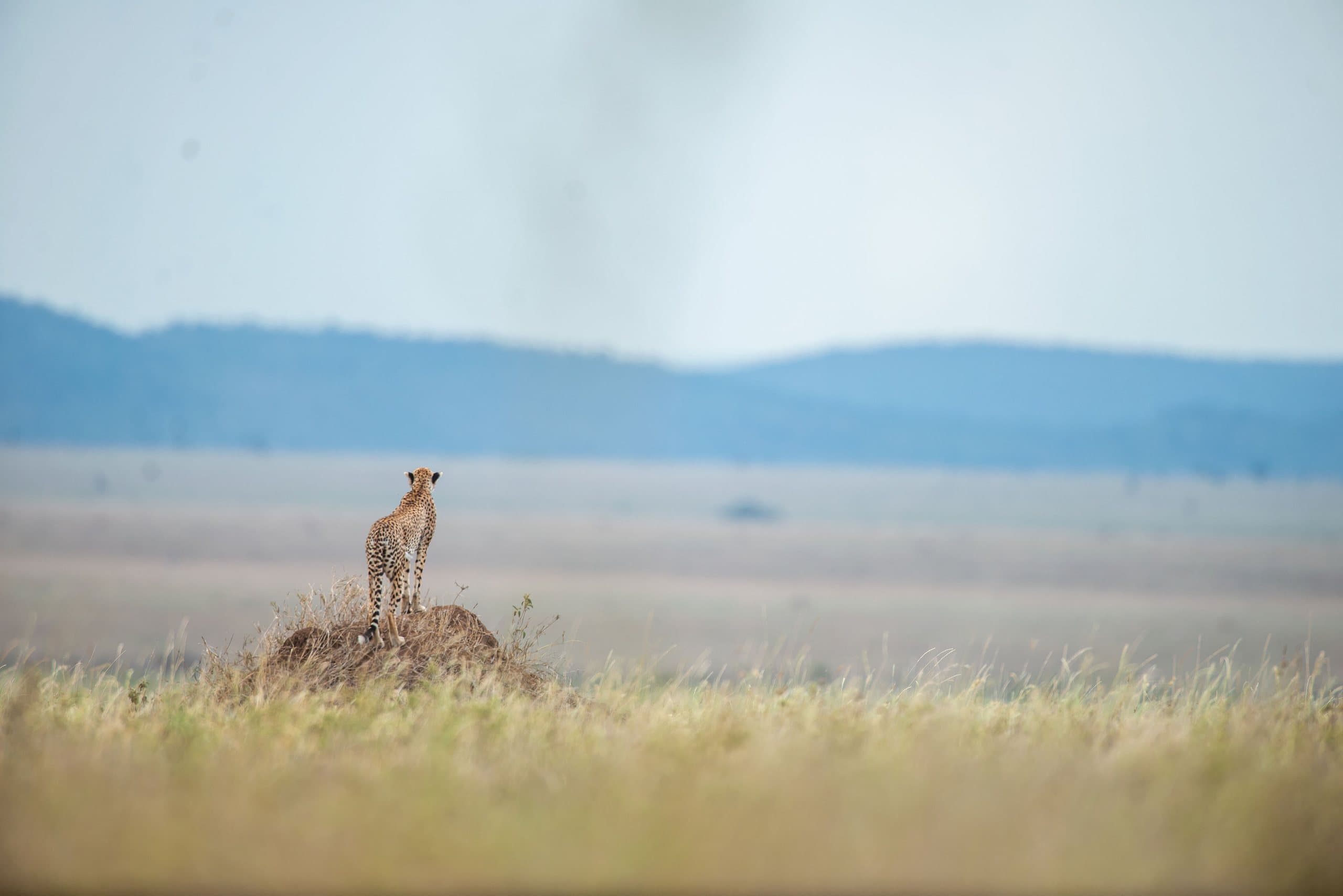 Tansania Safari: Ratgeber für Route, Parktage und Kosten